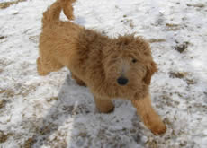 ginger