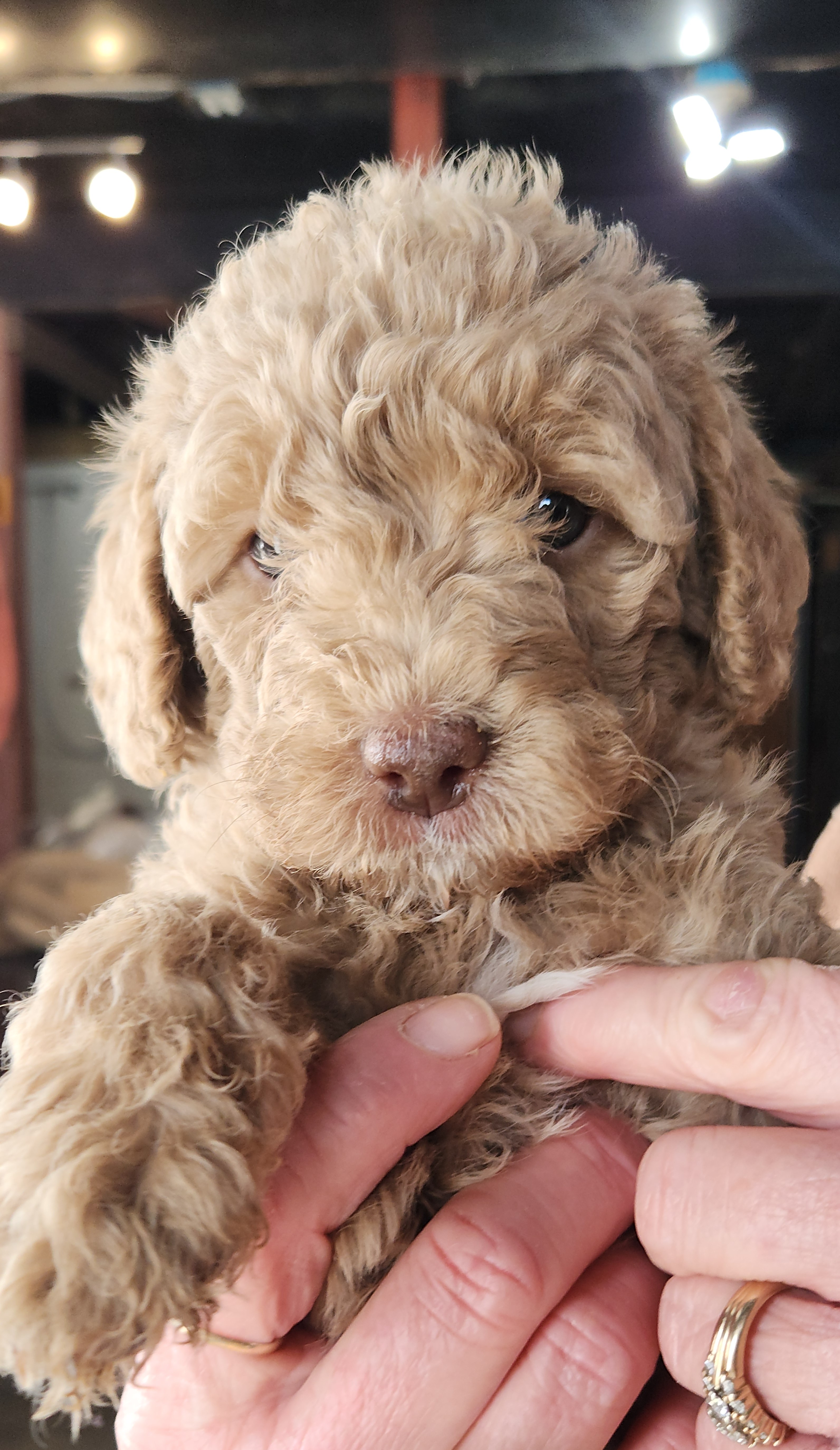 labradoodle