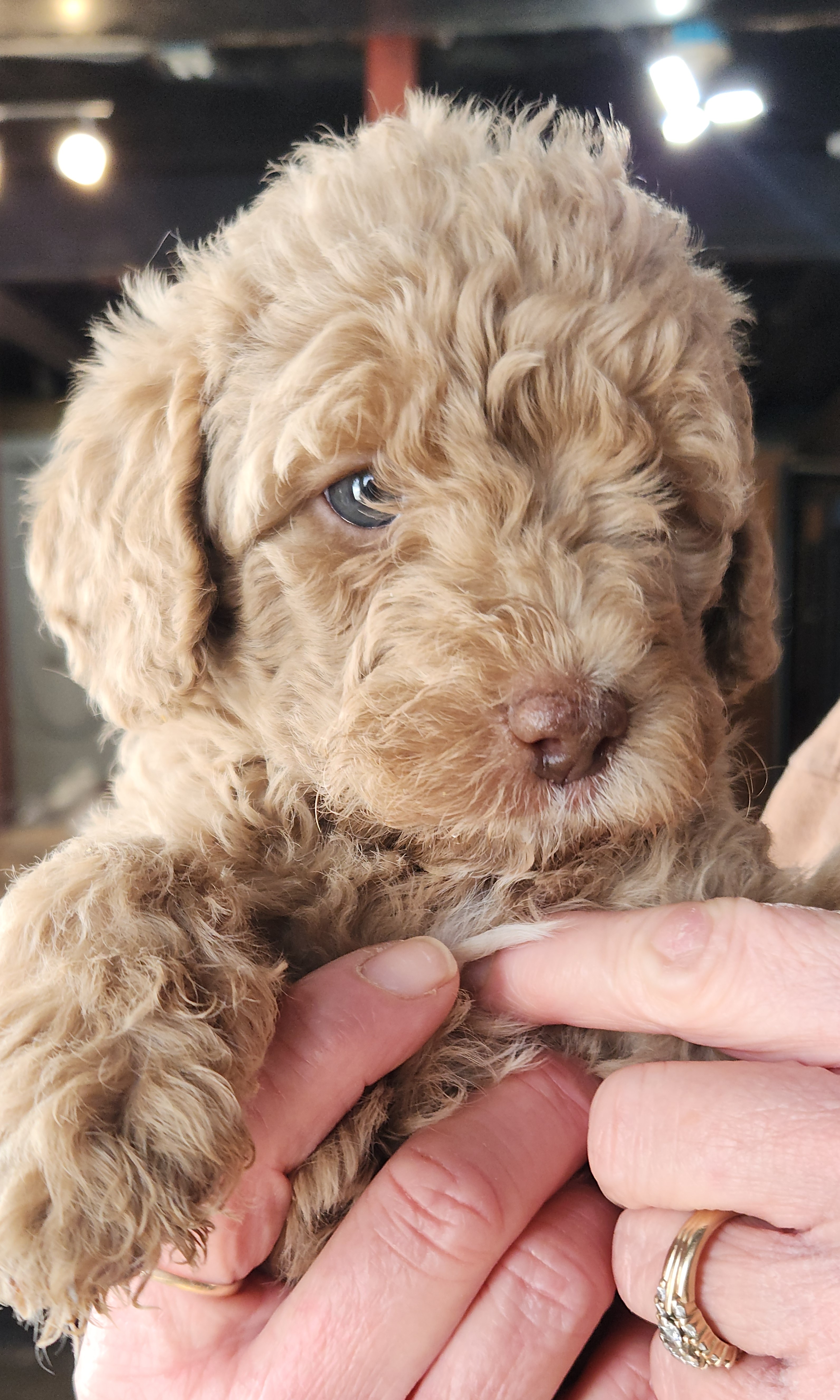 labradoodle