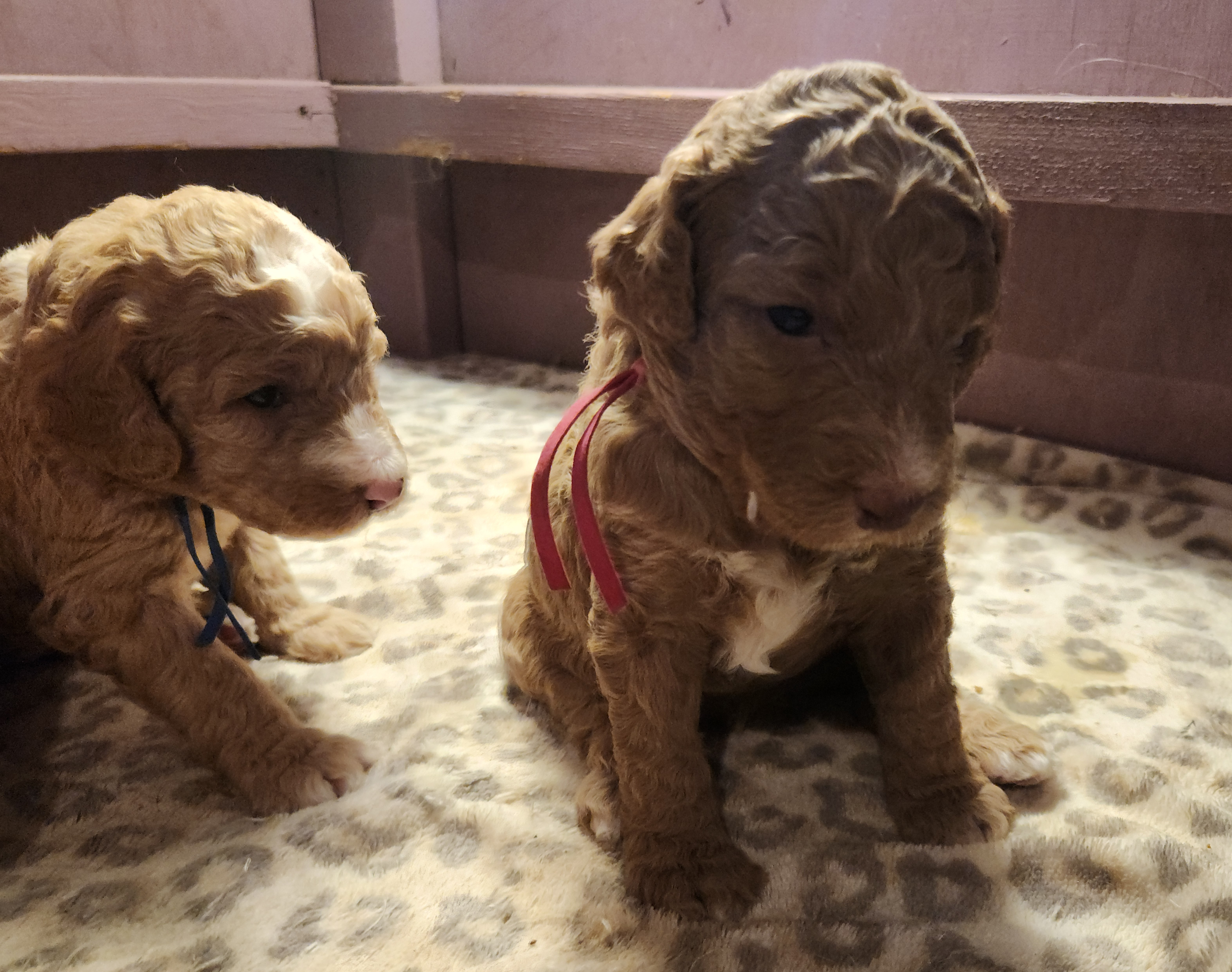 labradoodle