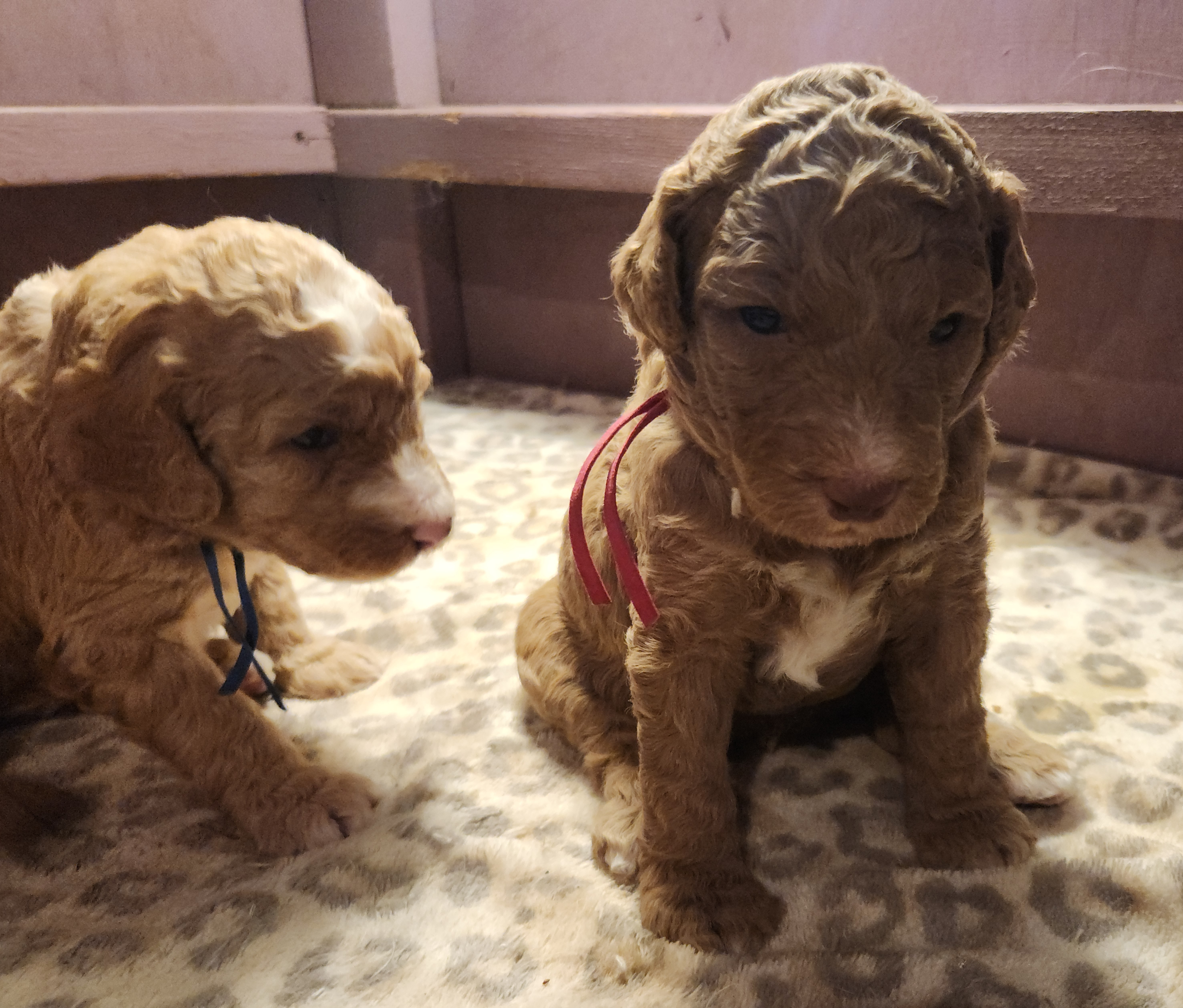 labradoodle