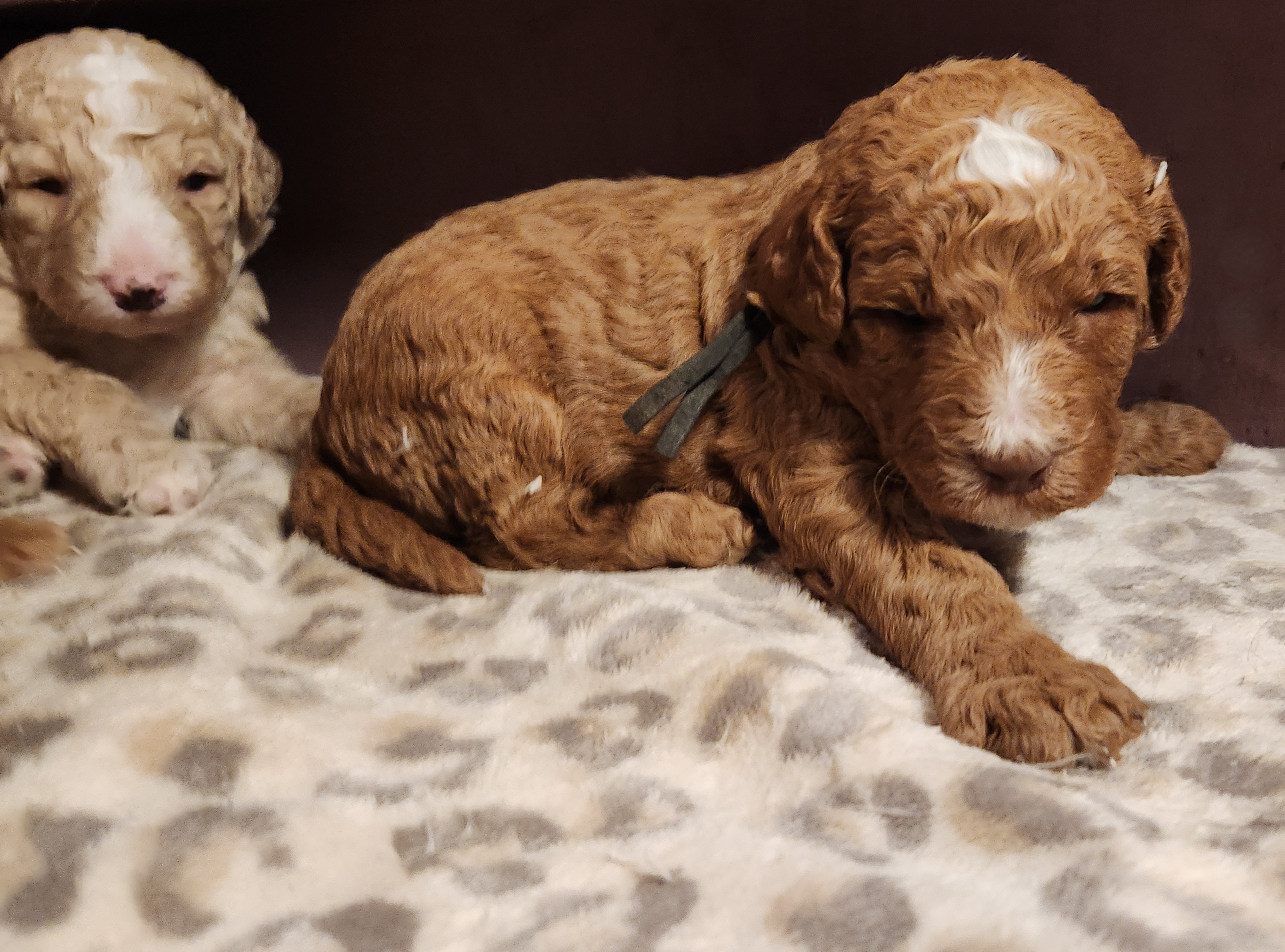 labradoodle