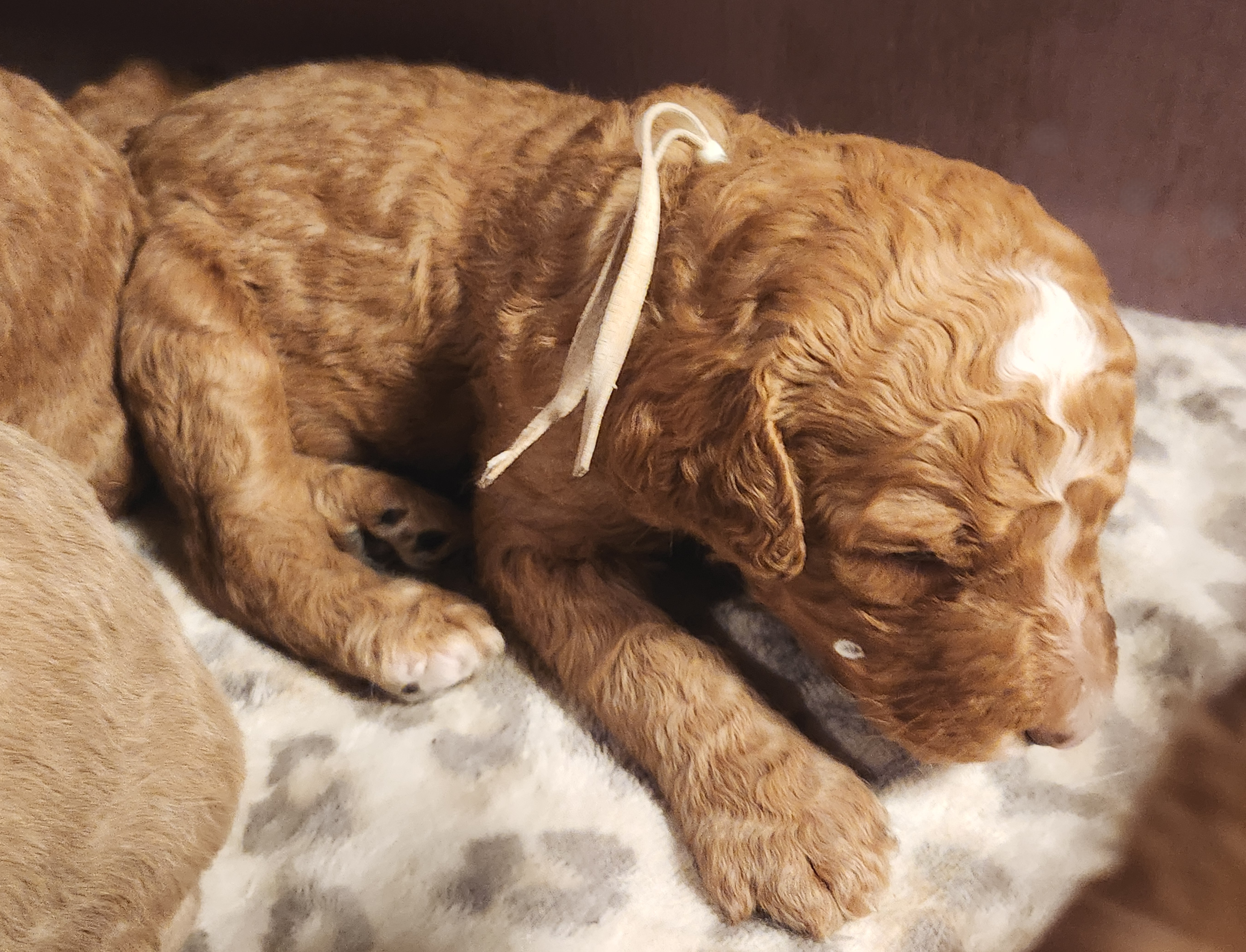 labradoodle