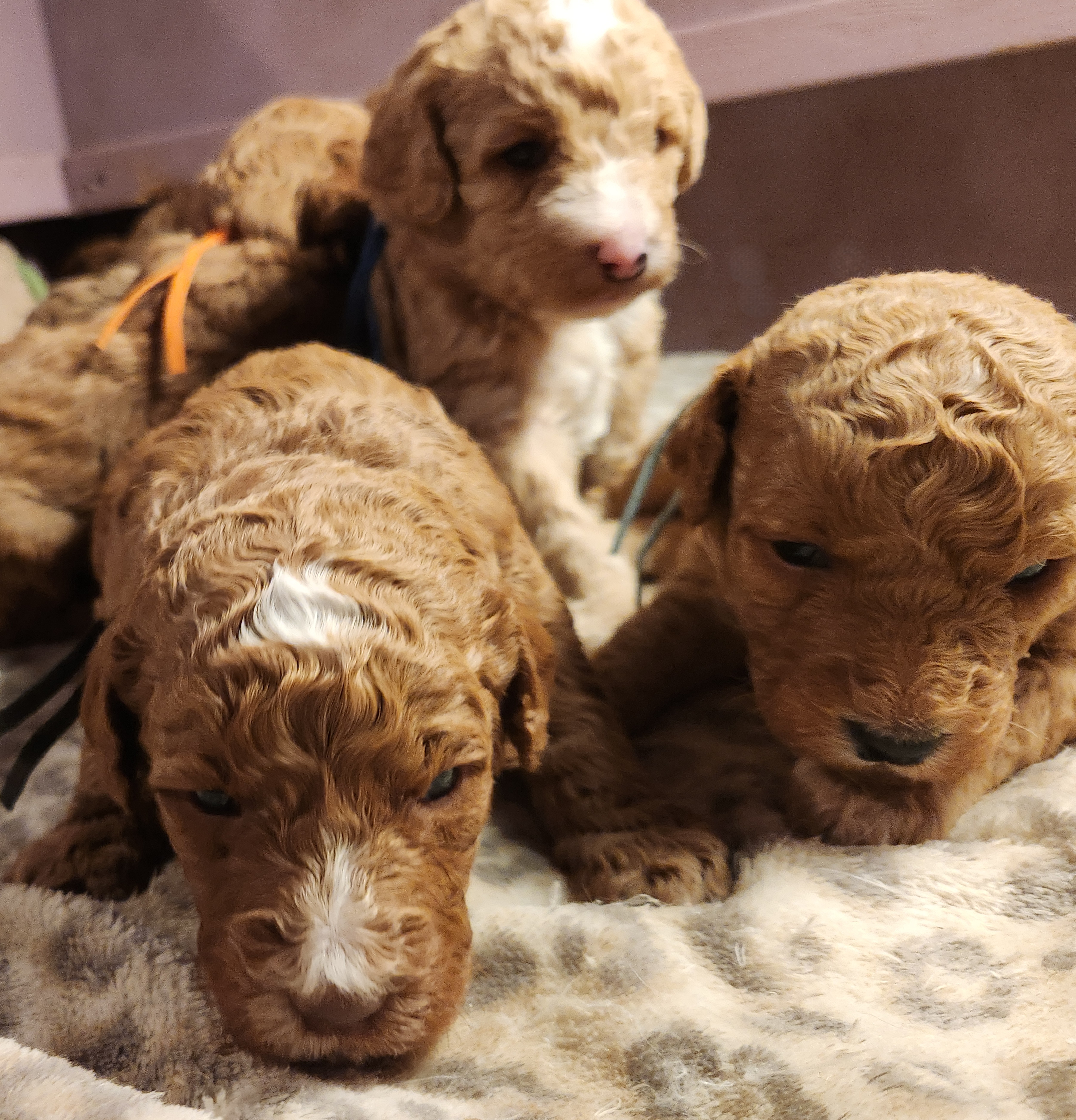labradoodle