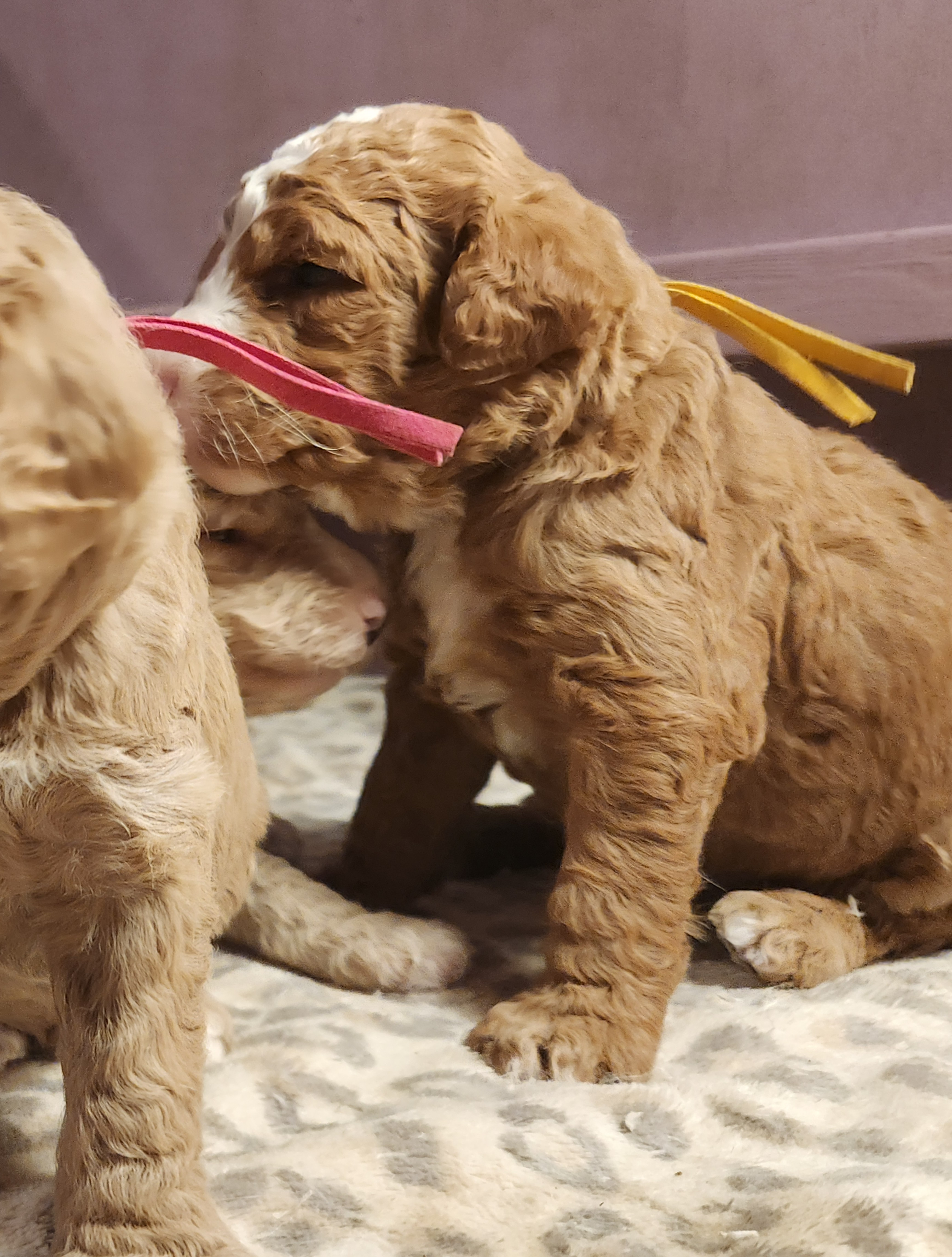 labradoodle