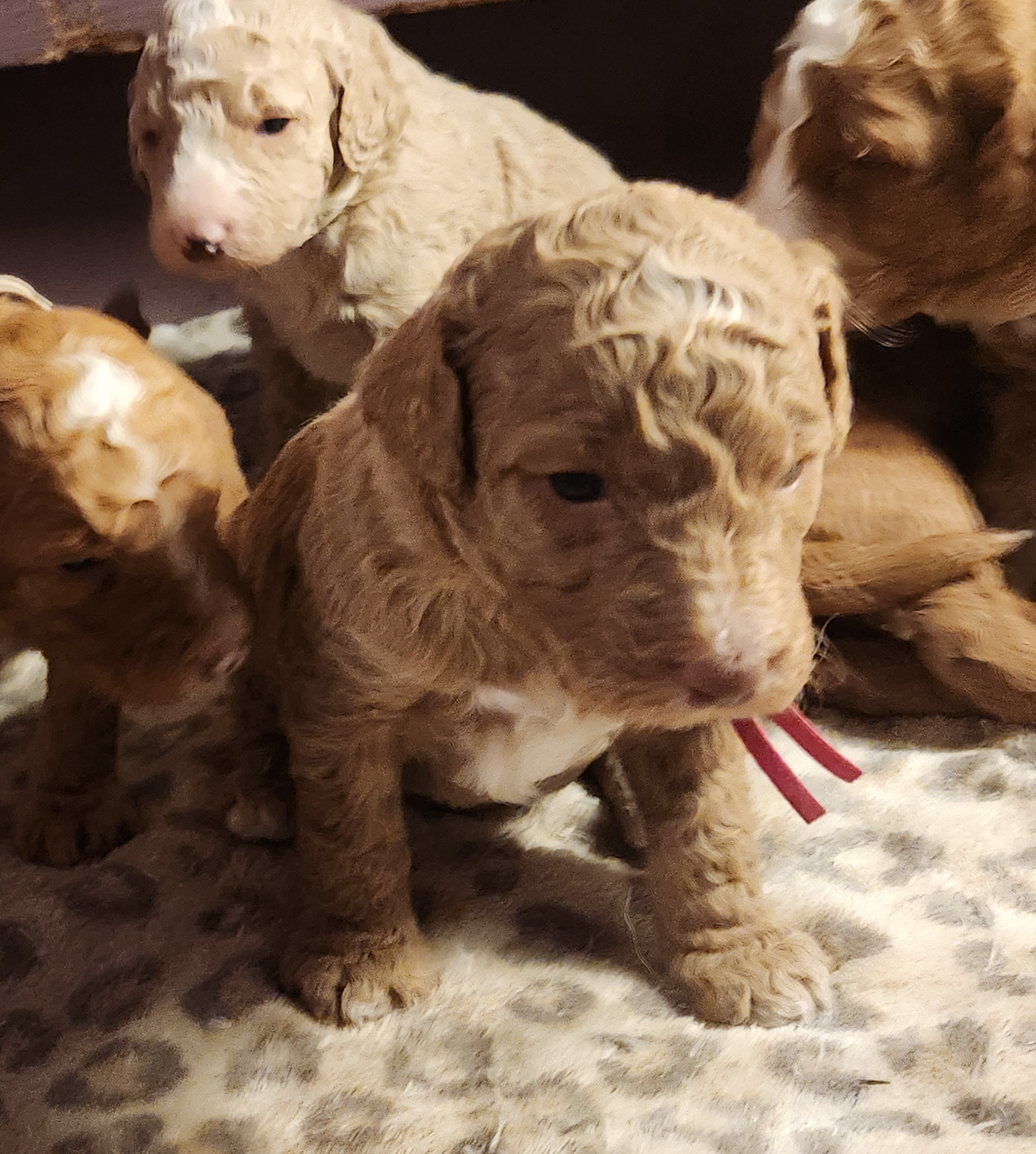 labradoodle