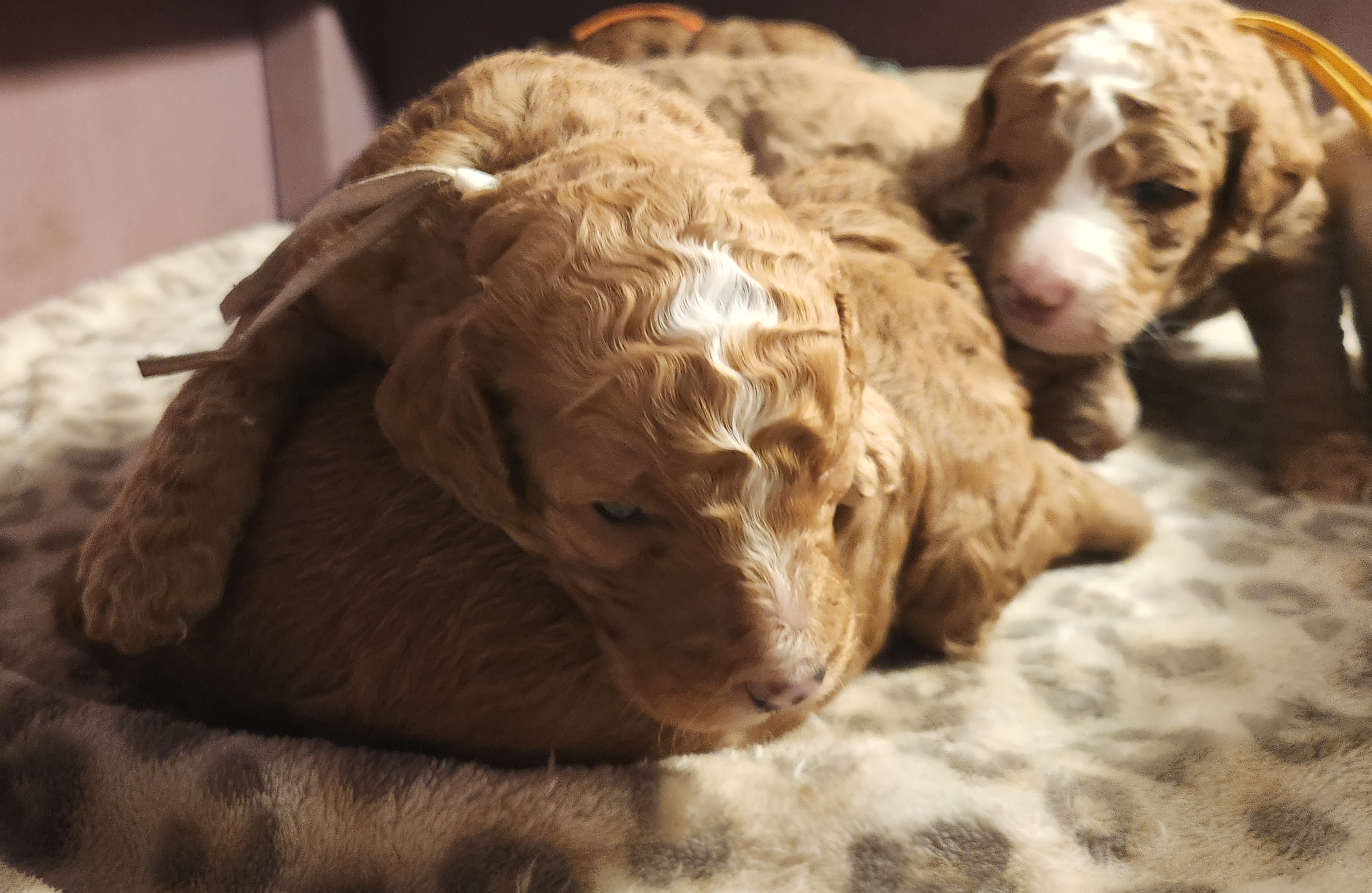 labradoodle