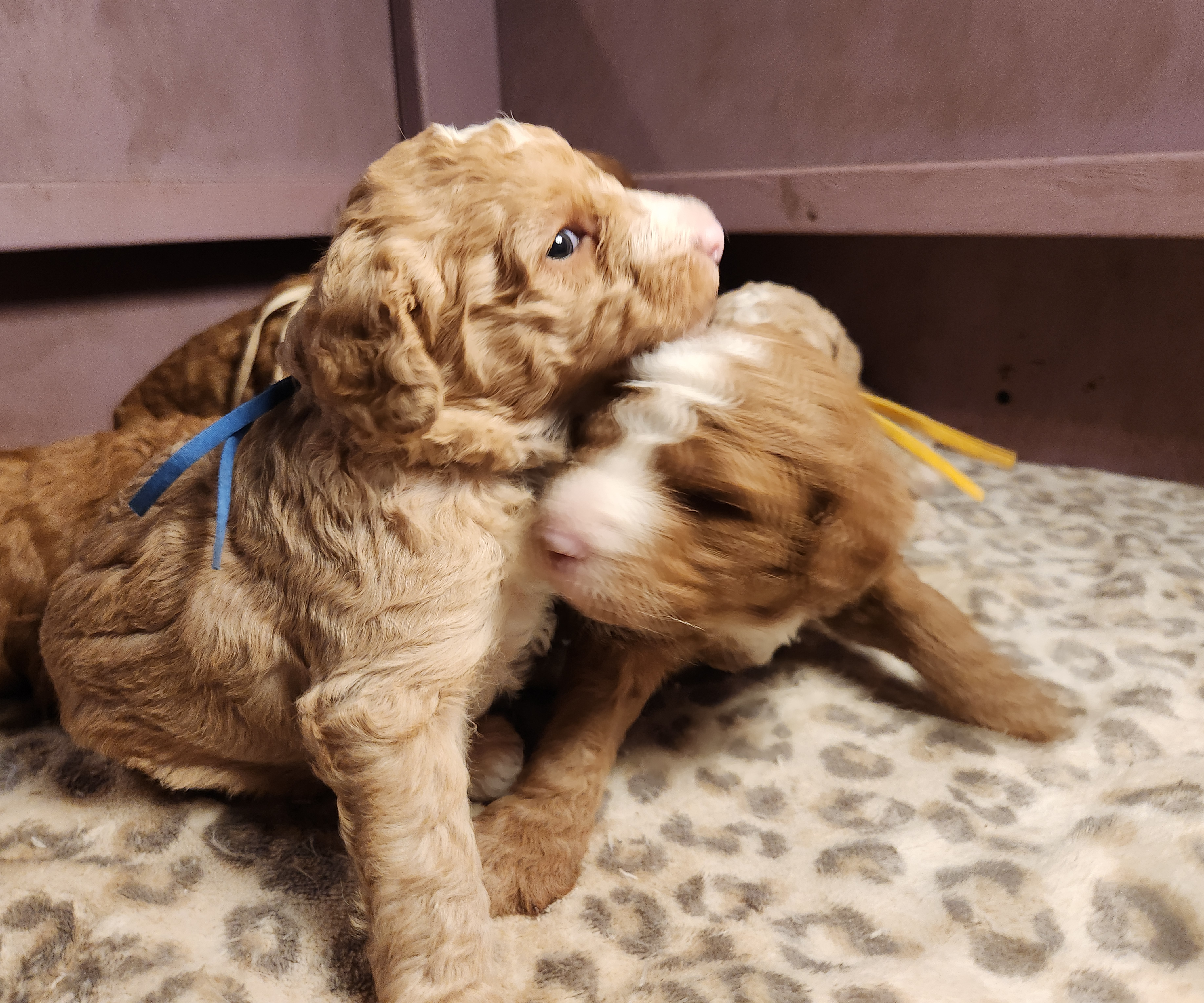 labradoodle