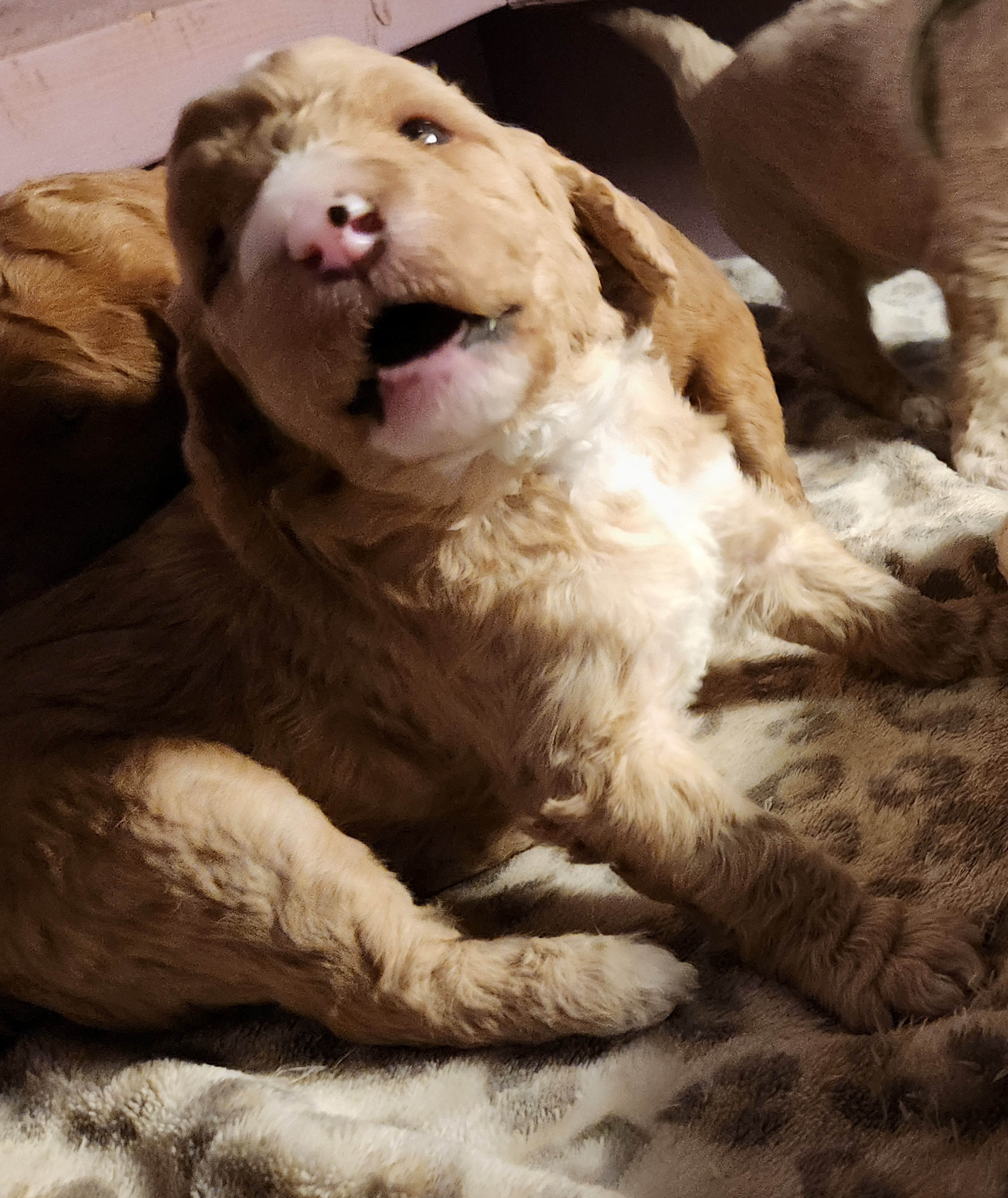 labradoodle