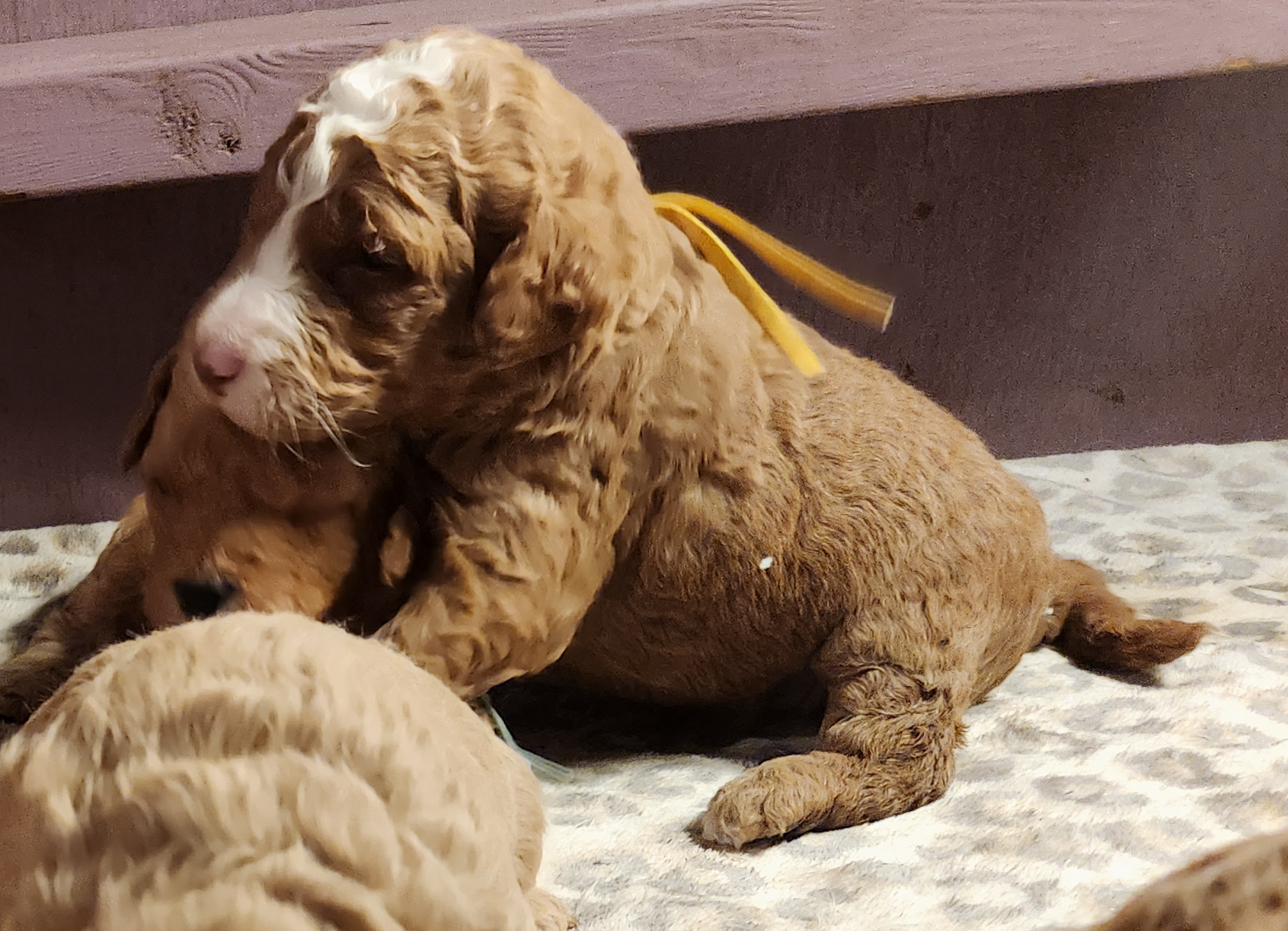 labradoodle