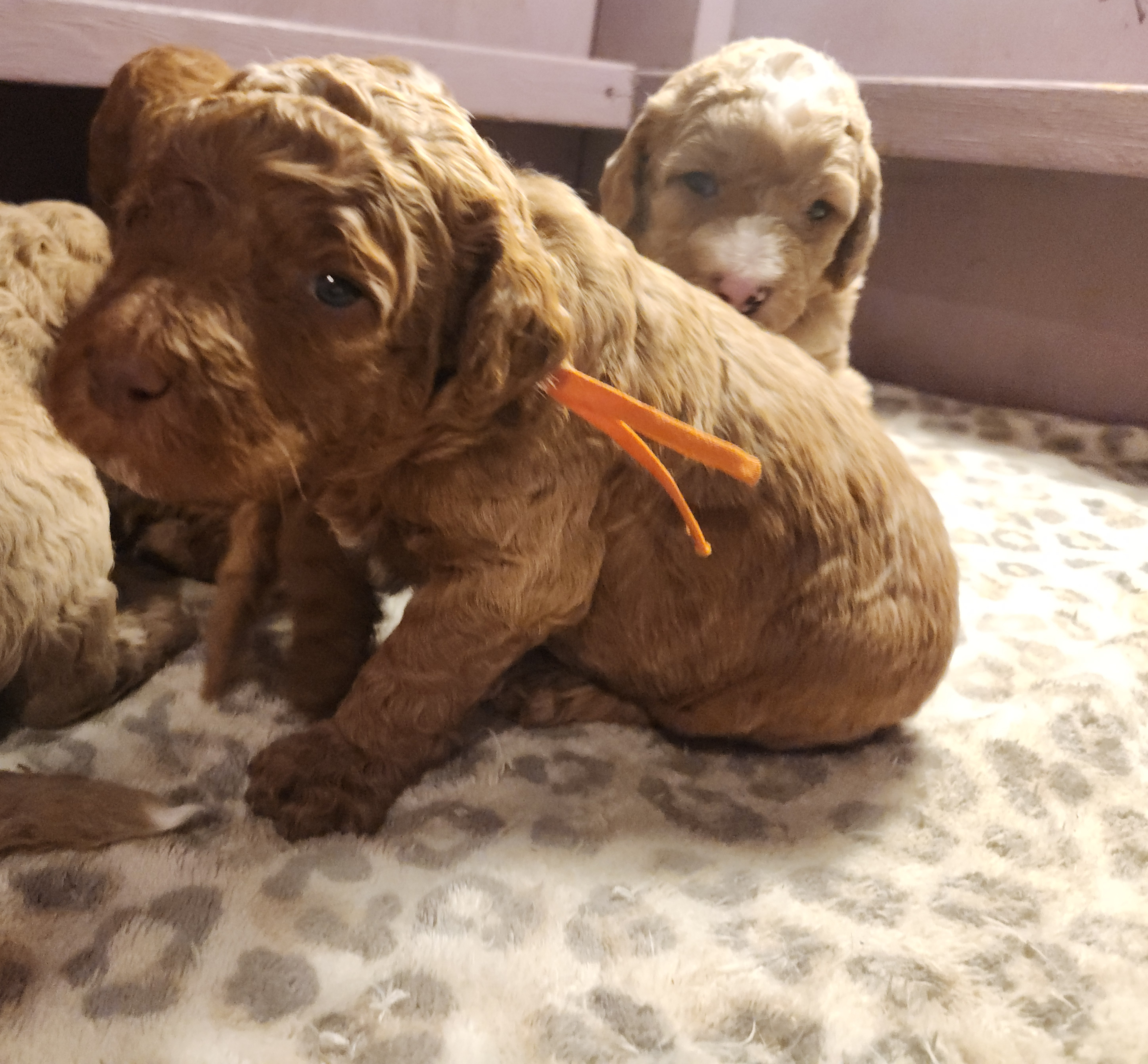 labradoodle
