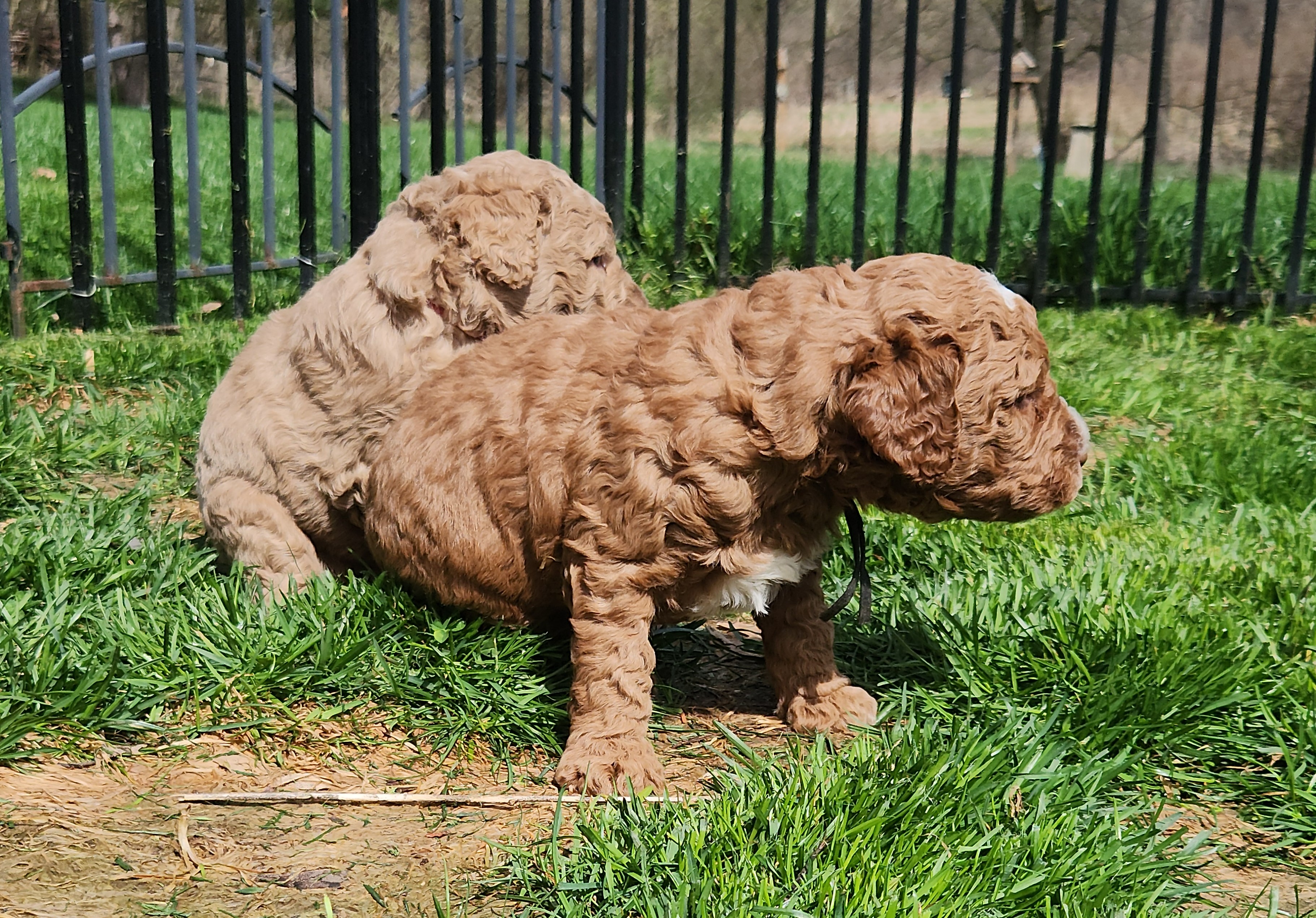 labradoodle