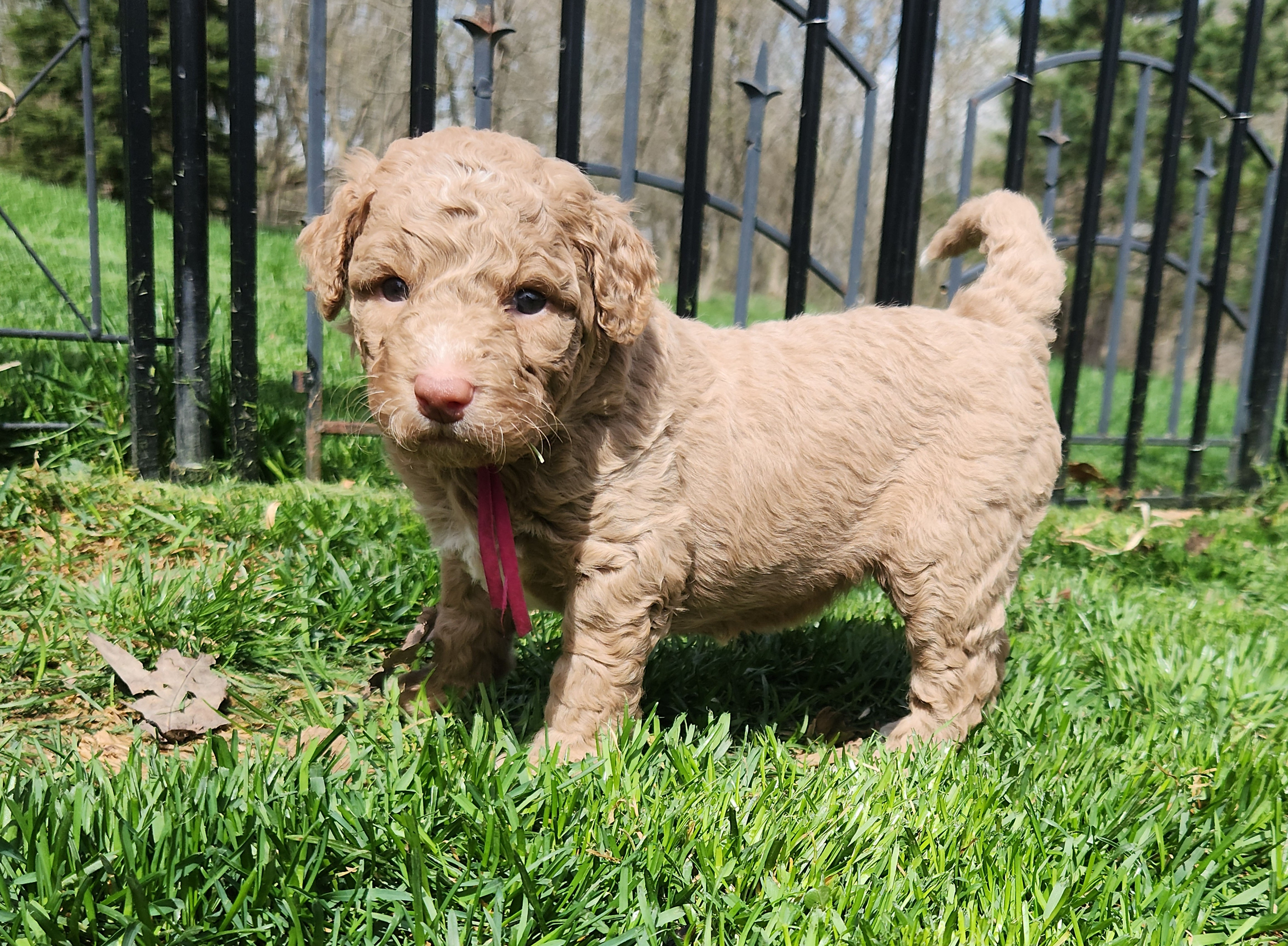 labradoodle