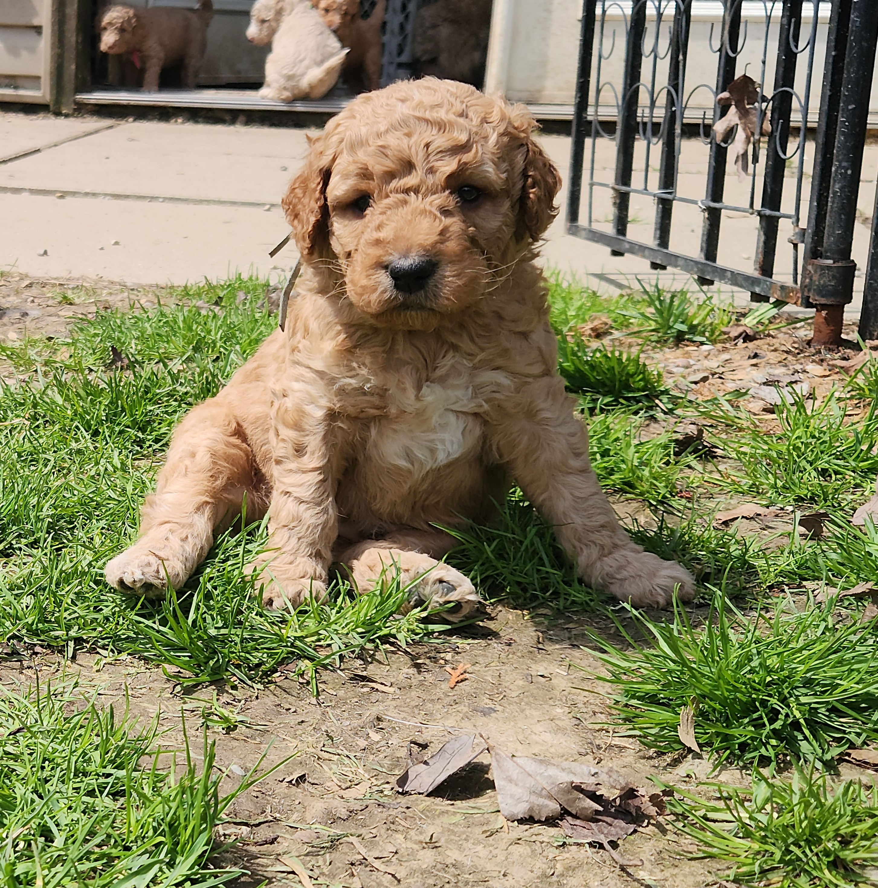 labradoodle