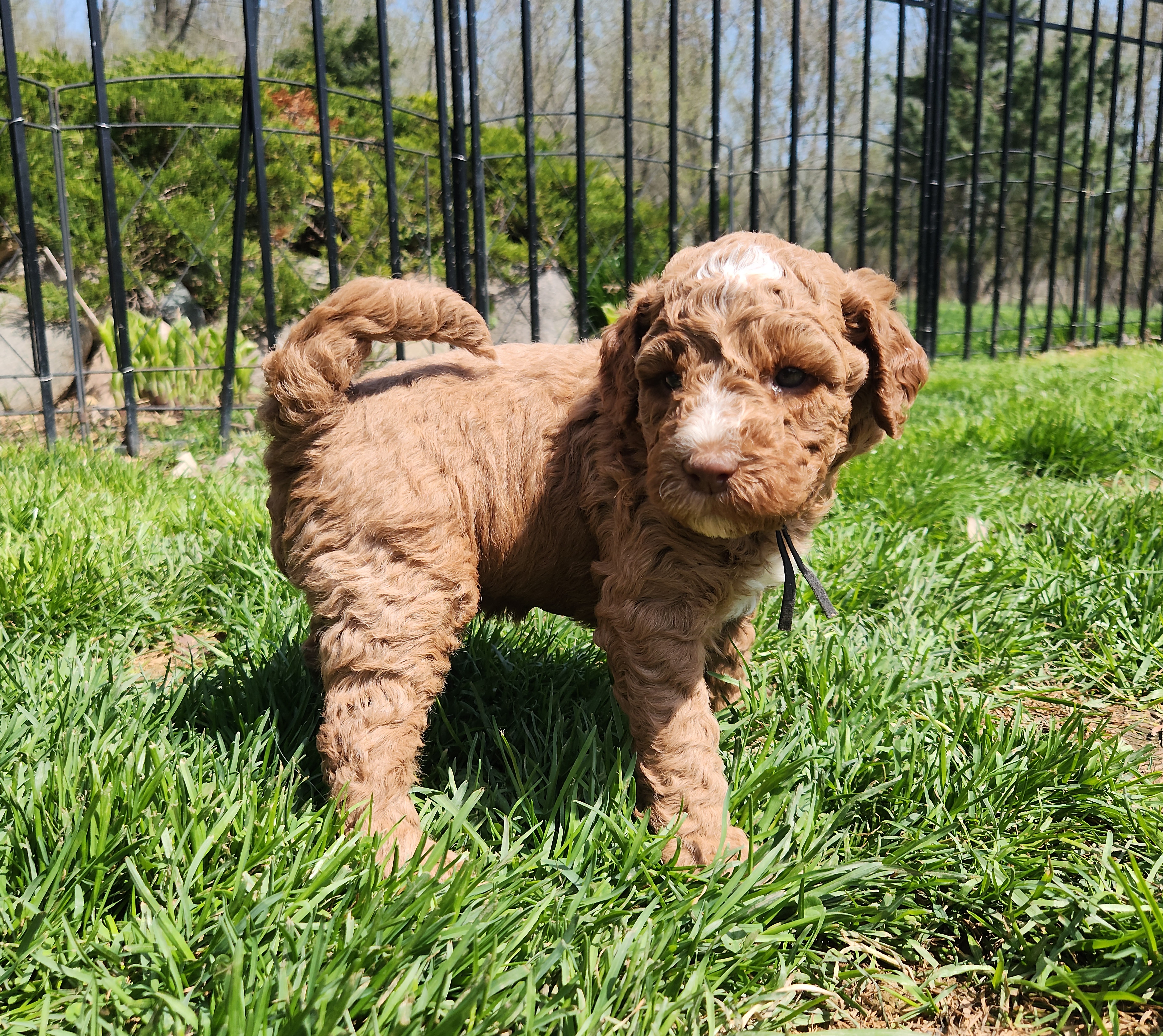 labradoodle