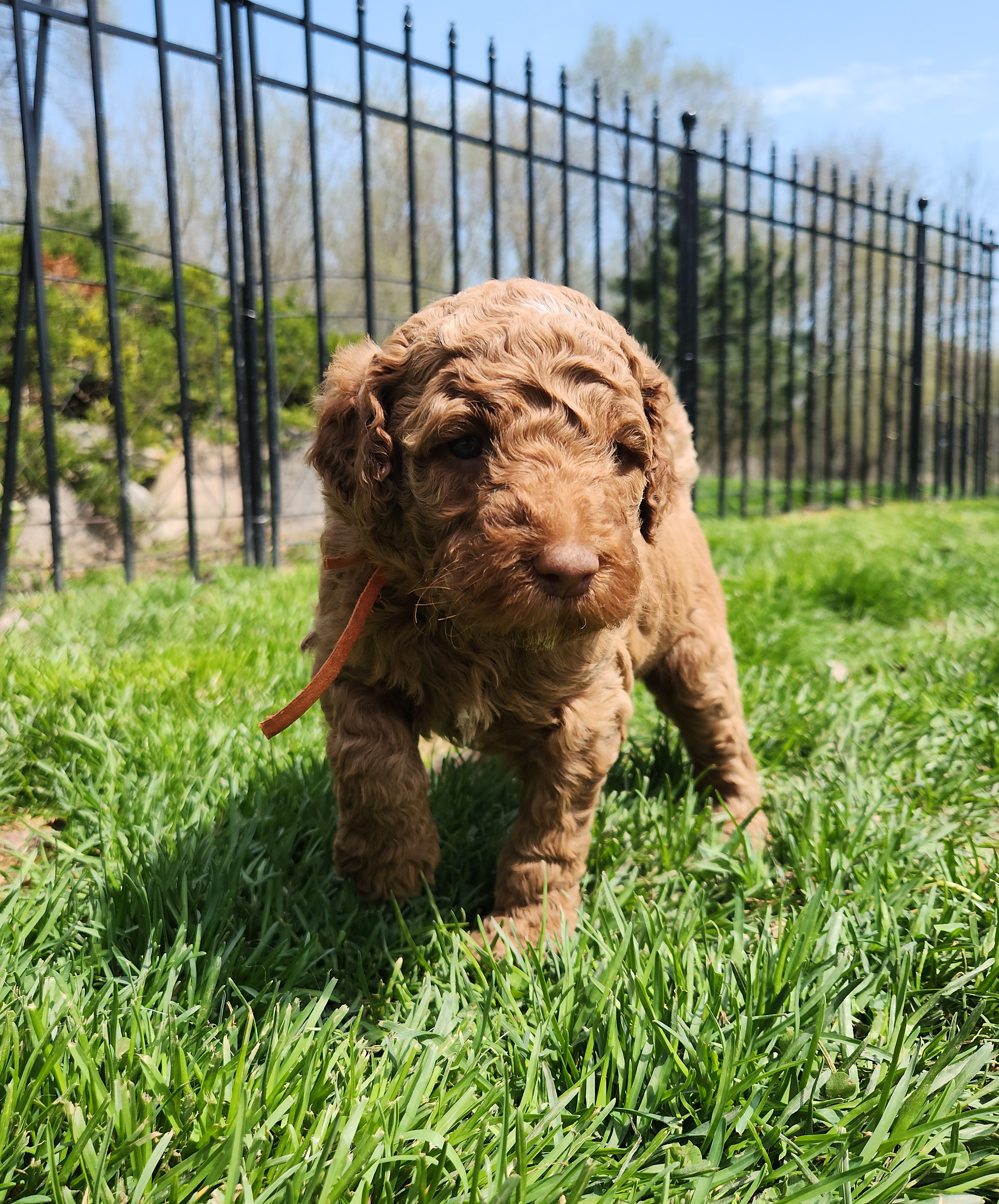 labradoodle
