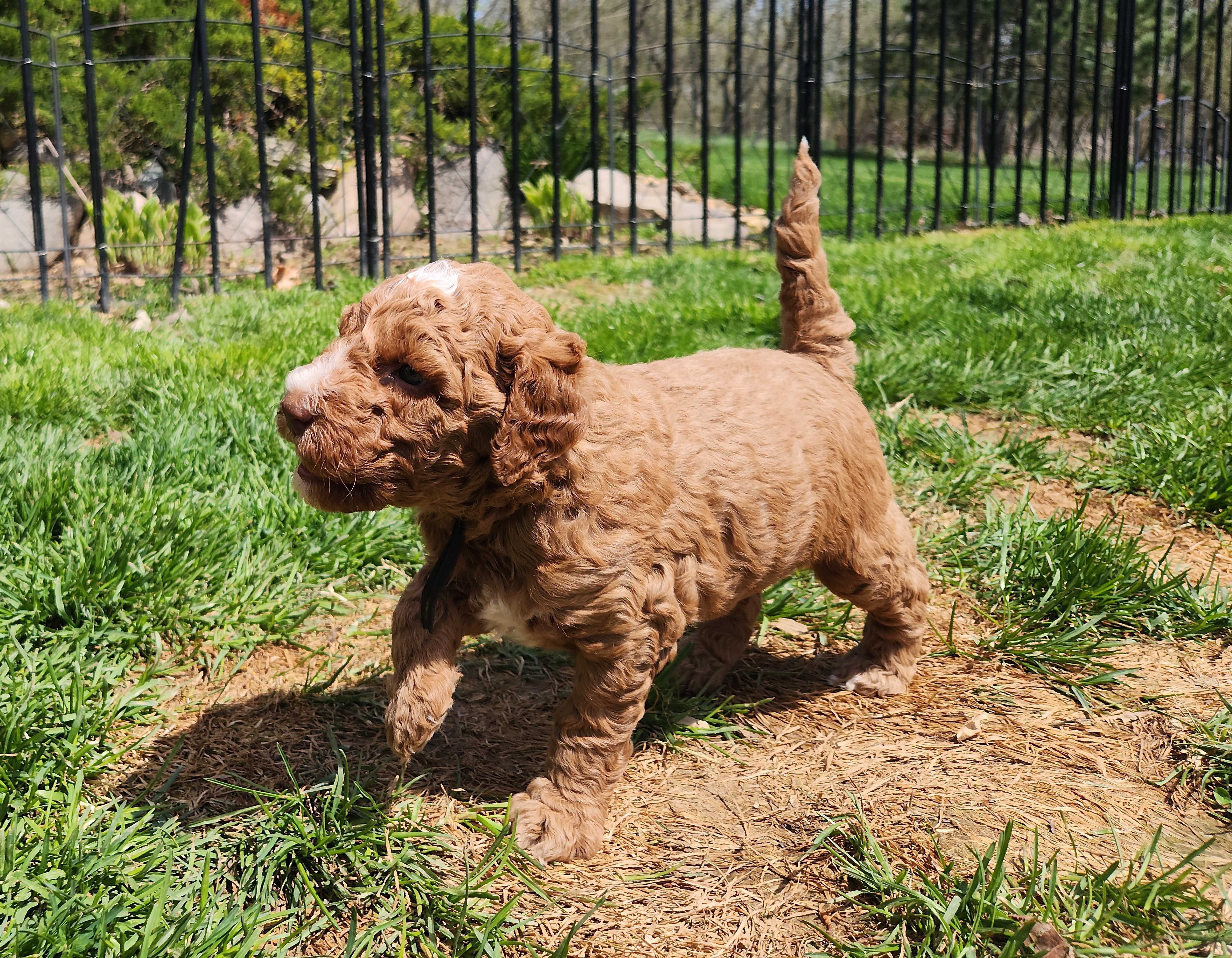 labradoodle