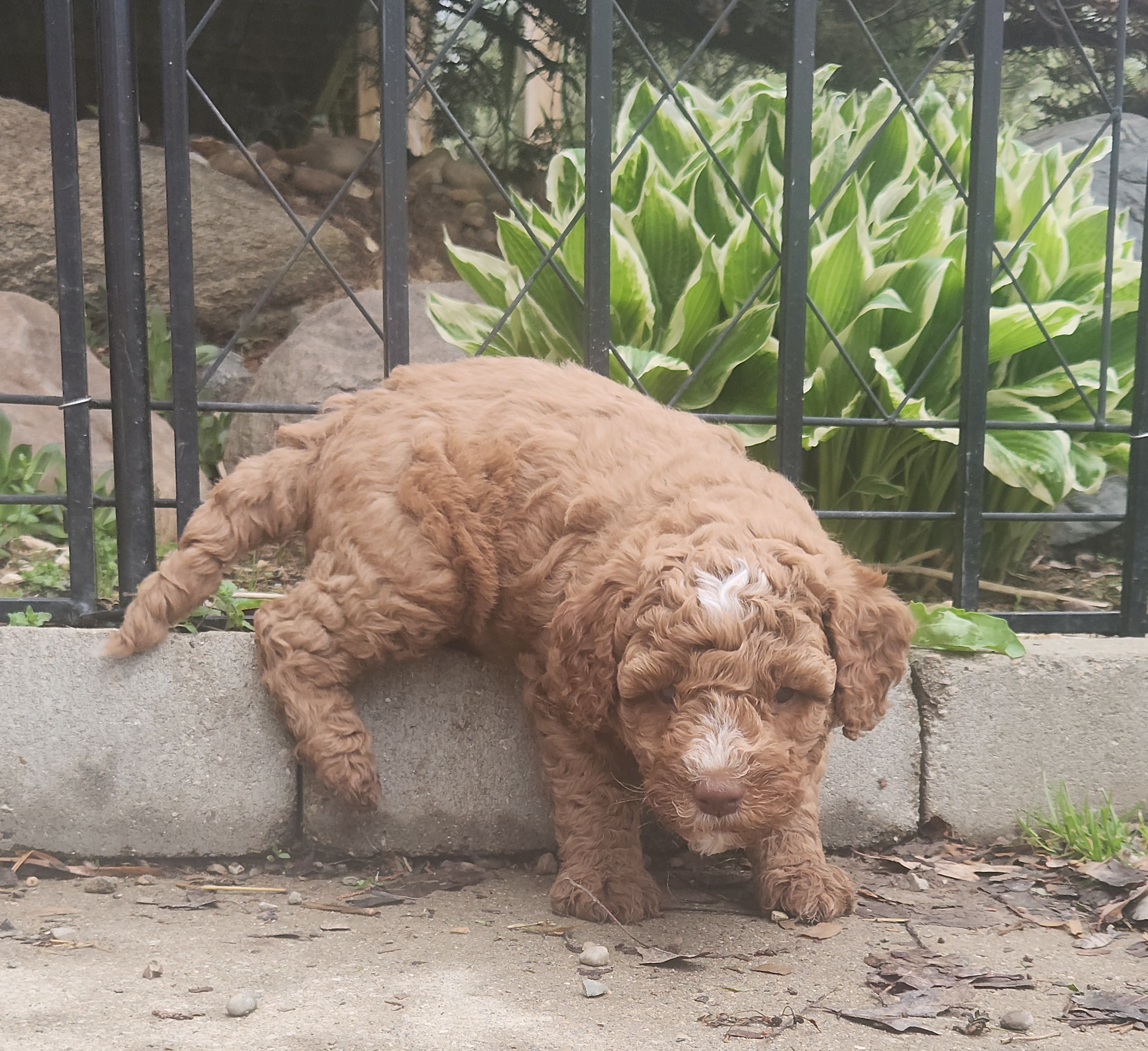 labradoodle