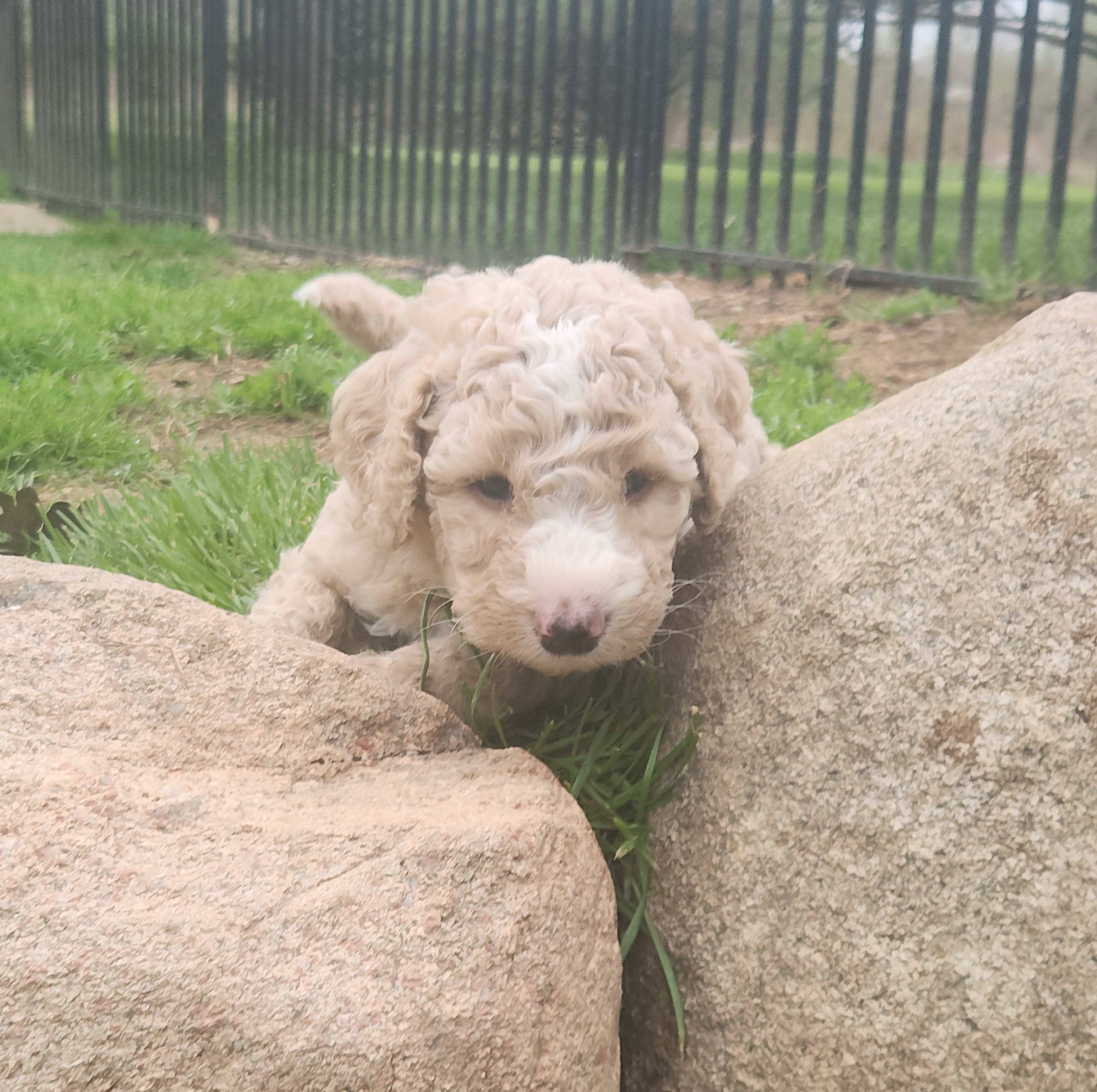 labradoodle