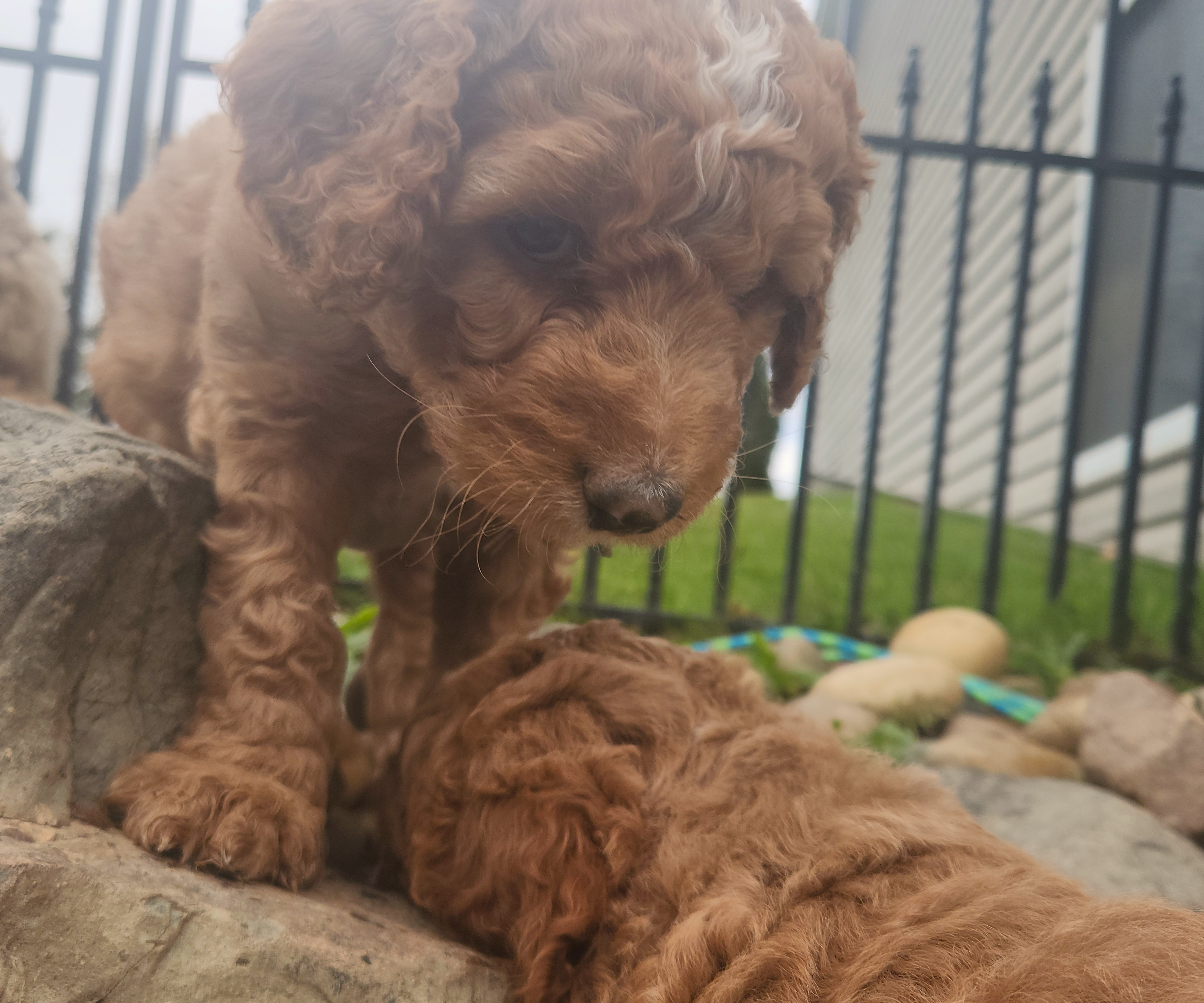 labradoodle