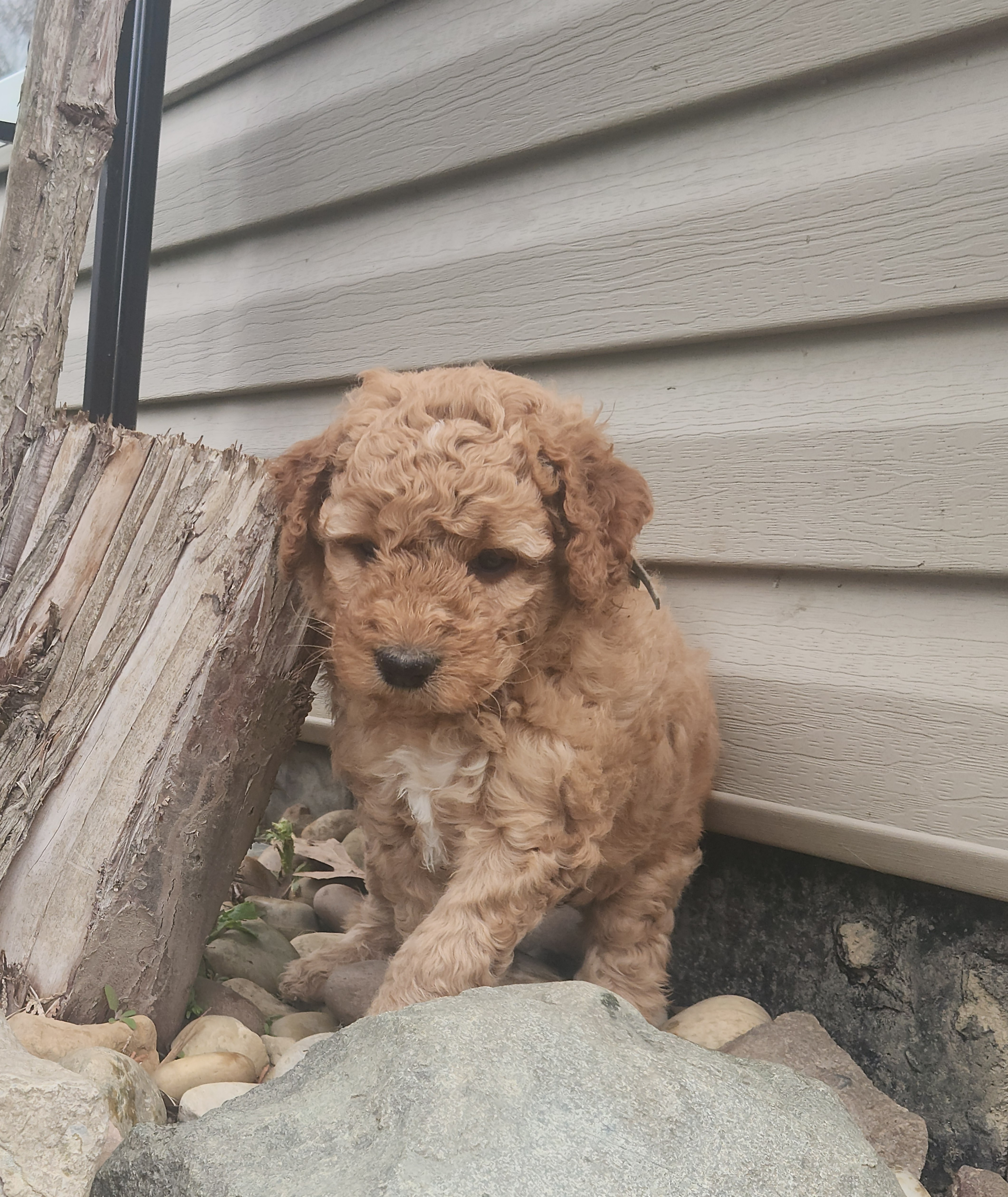 labradoodle