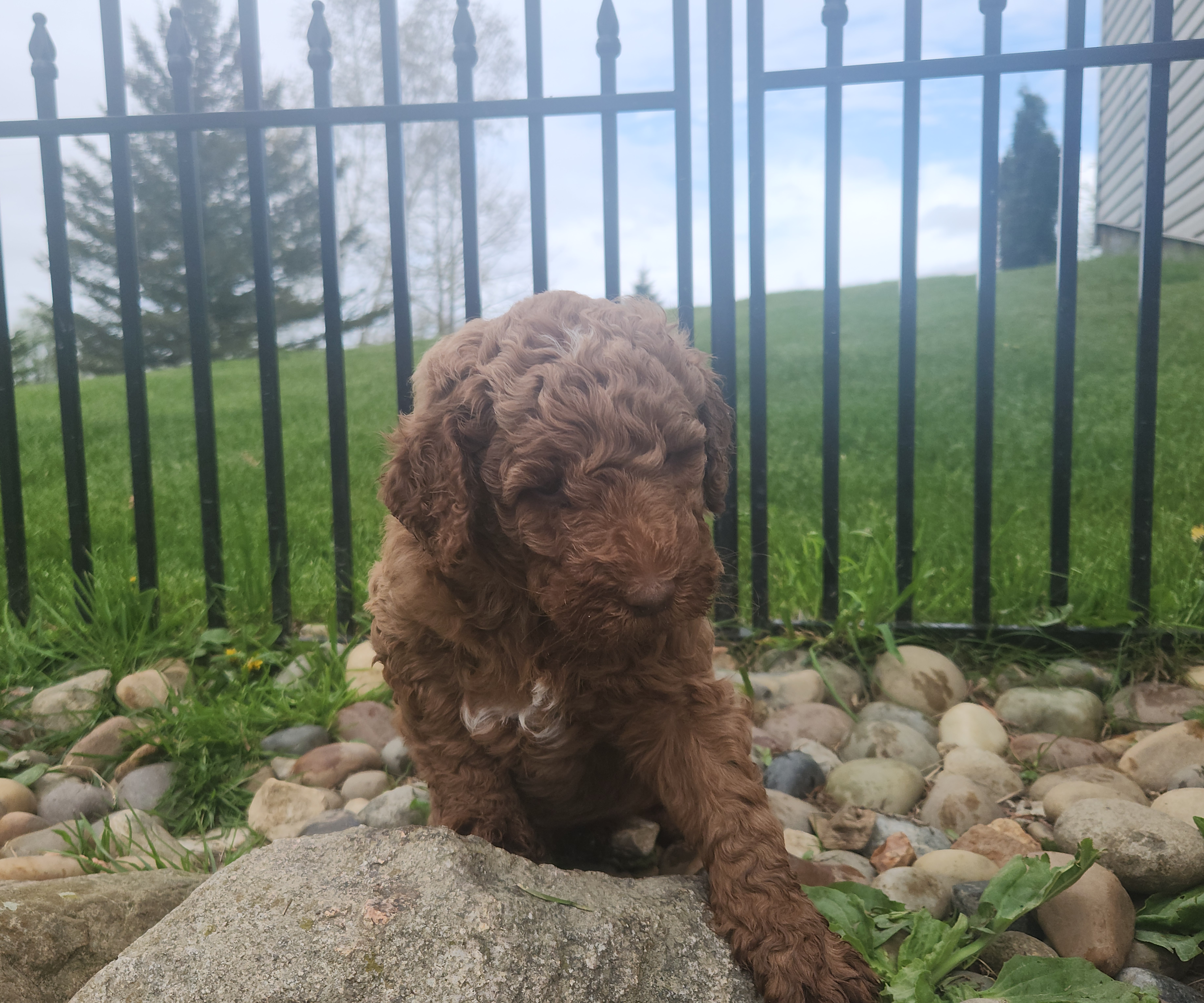 labradoodle