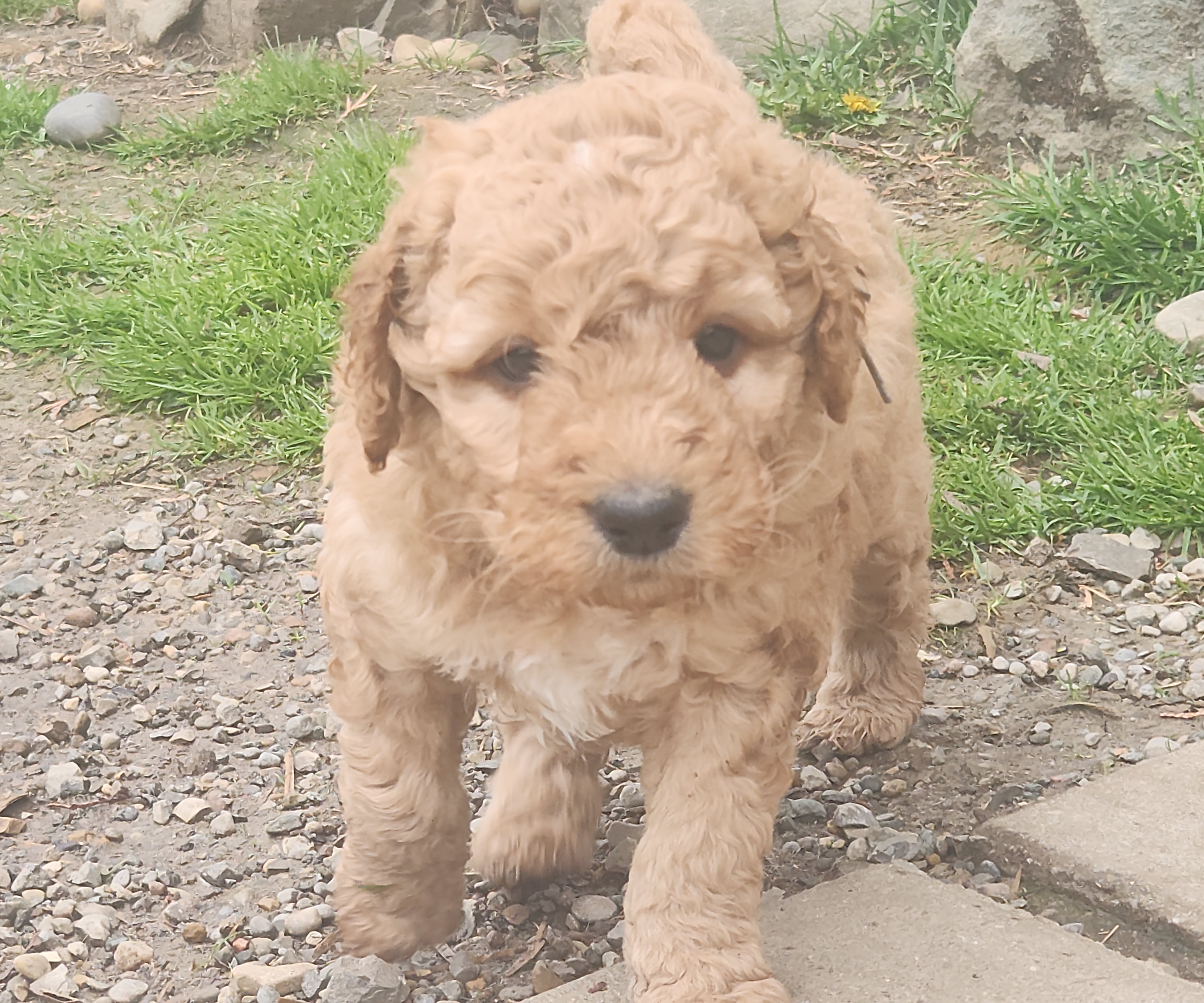 labradoodle
