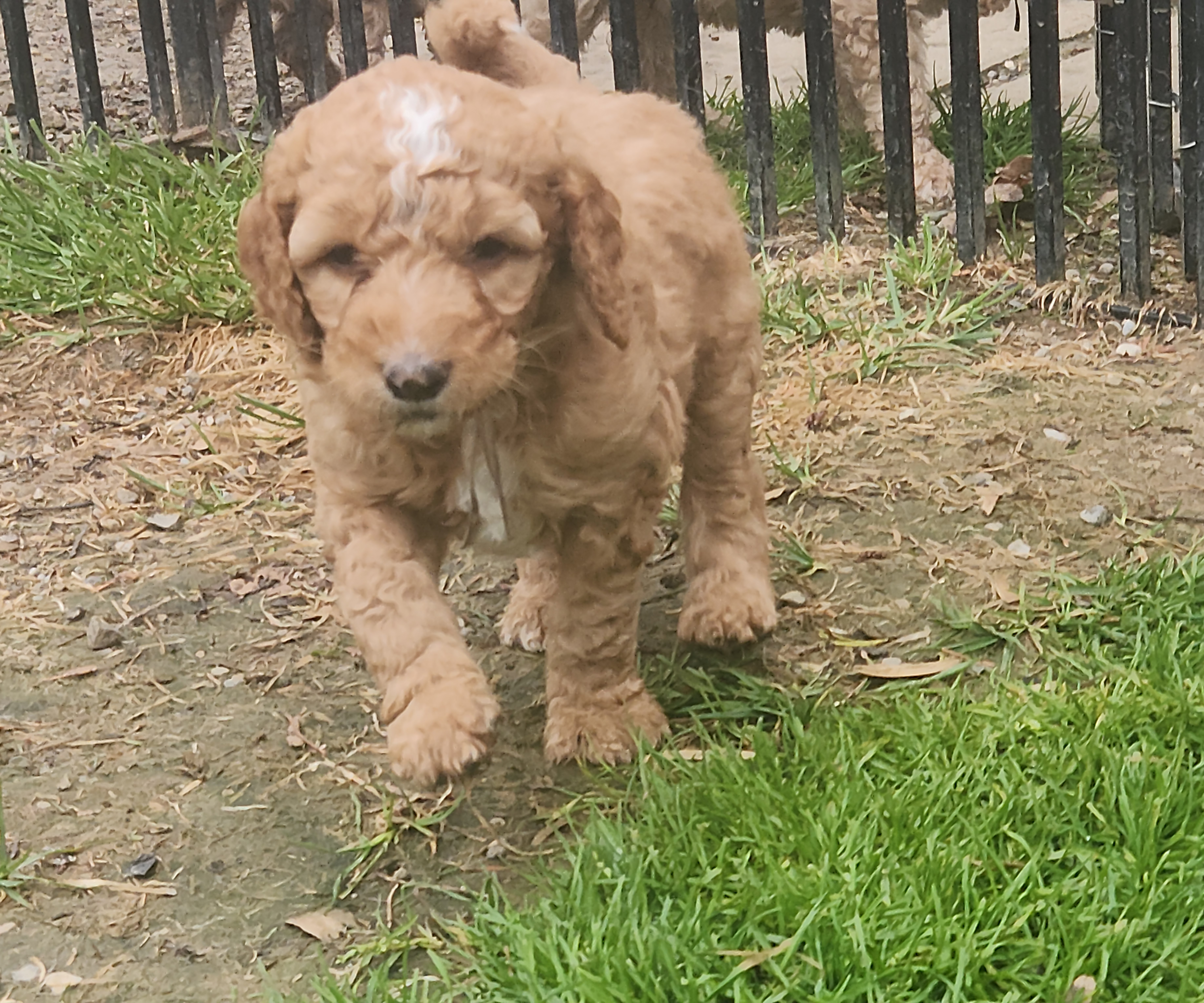 labradoodle