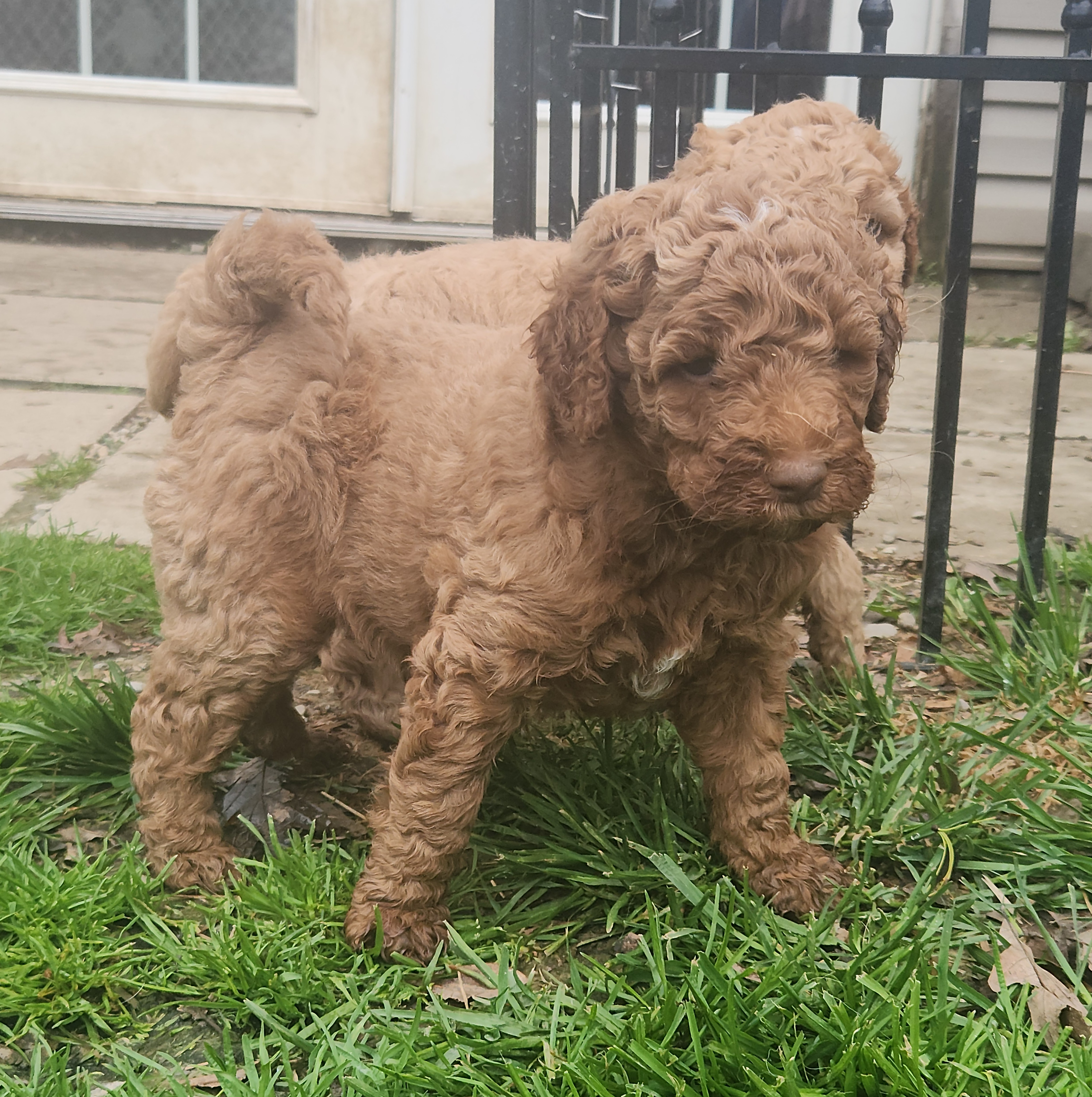 labradoodle