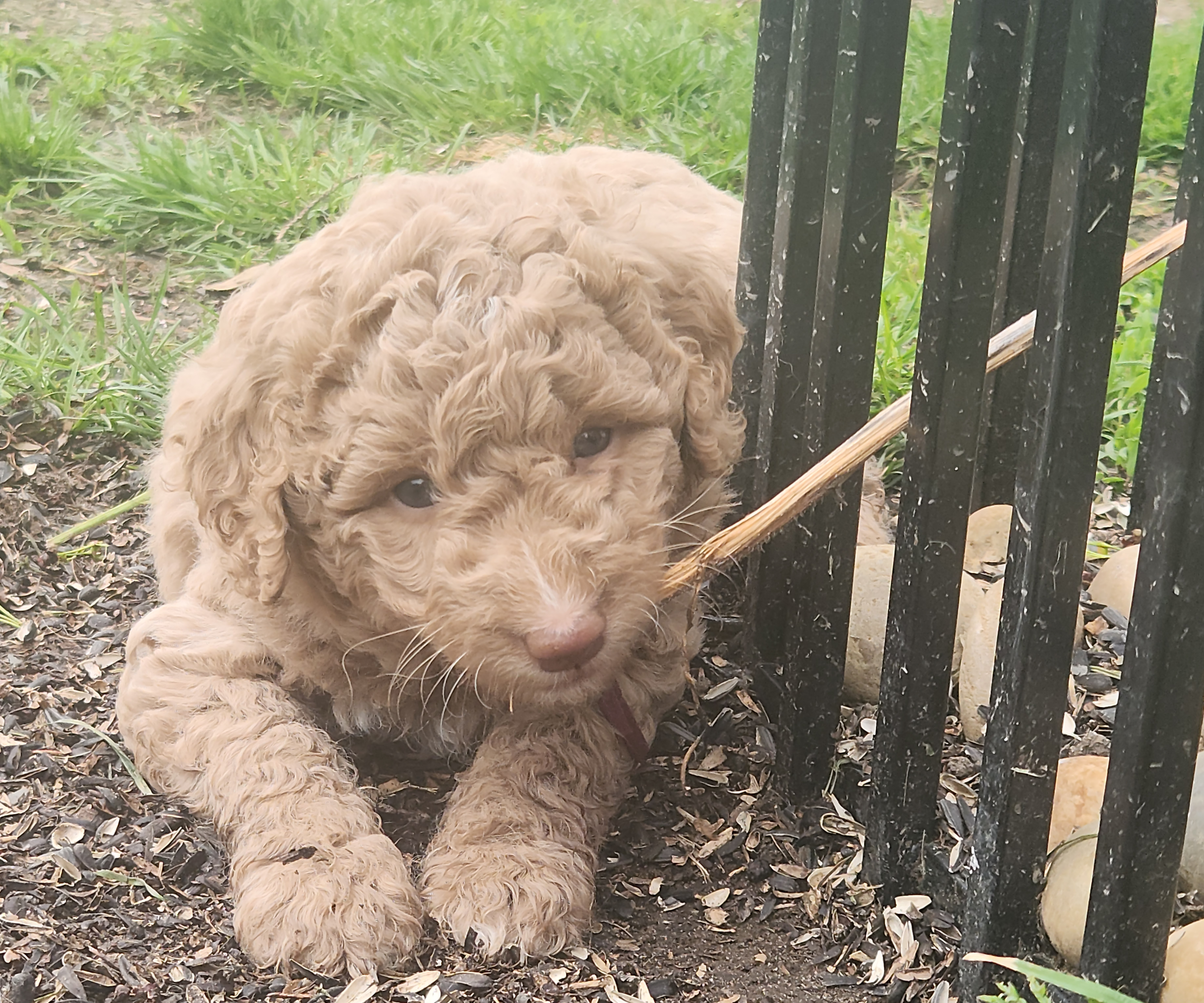 labradoodle