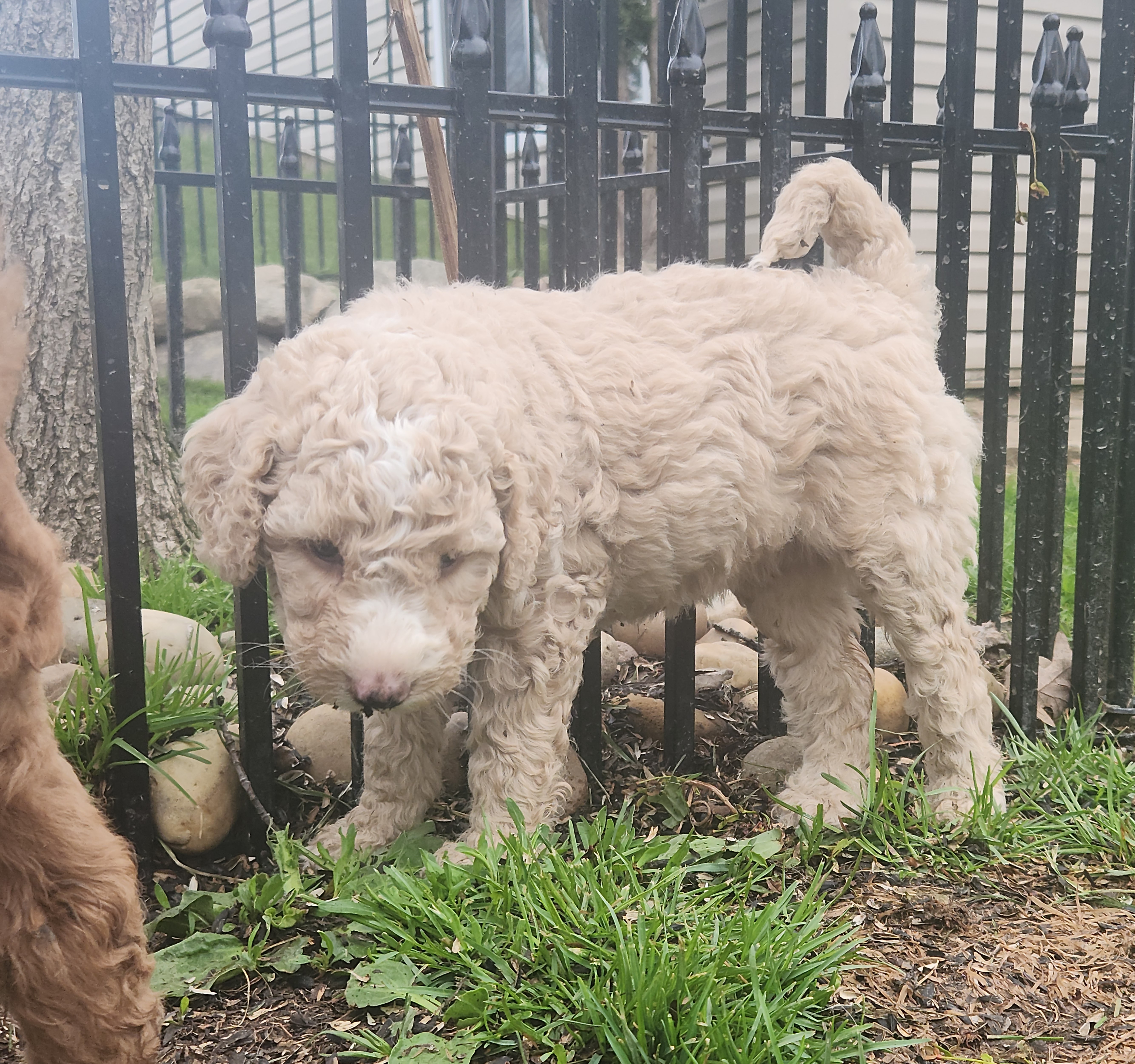 labradoodle