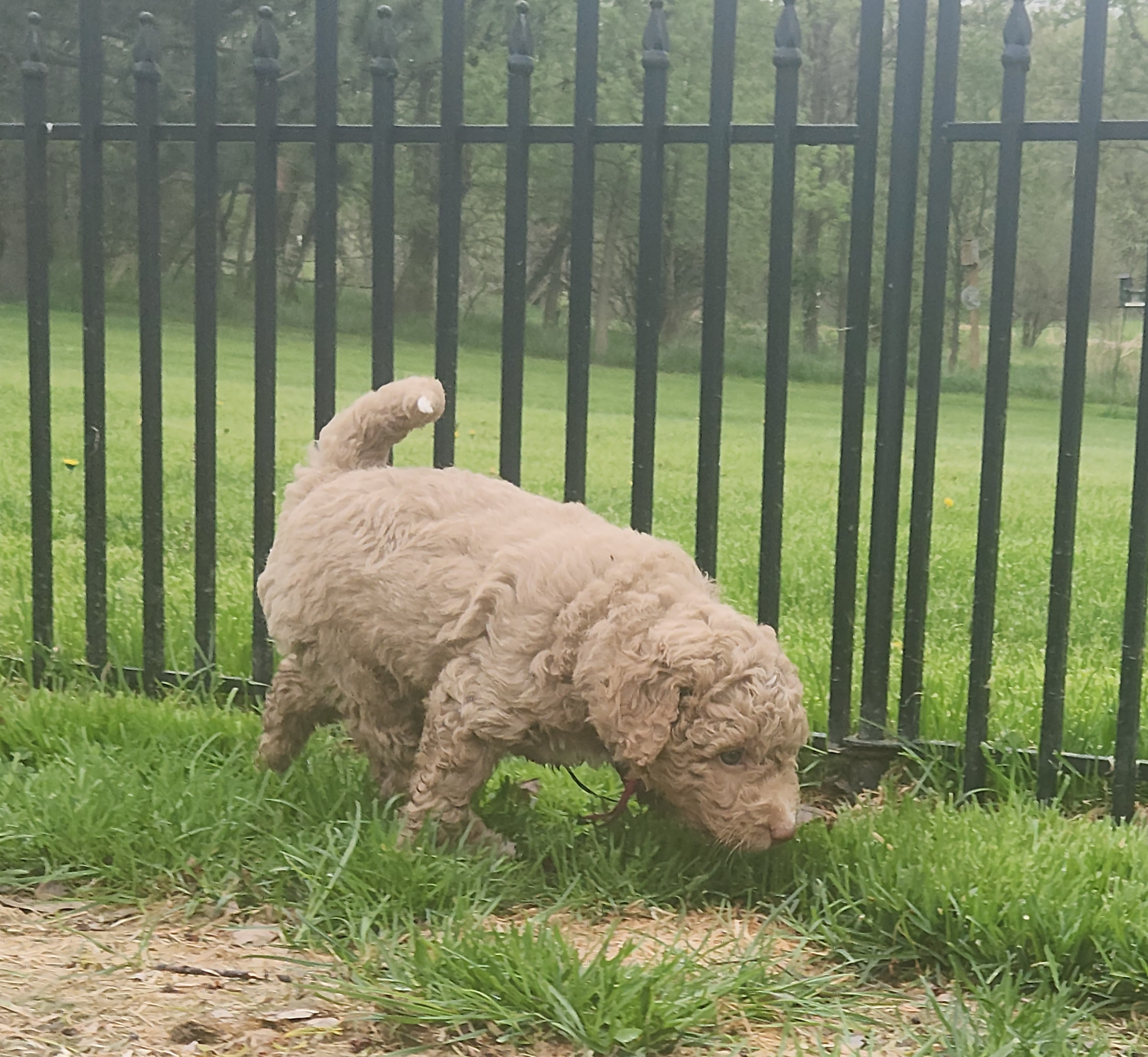 labradoodle