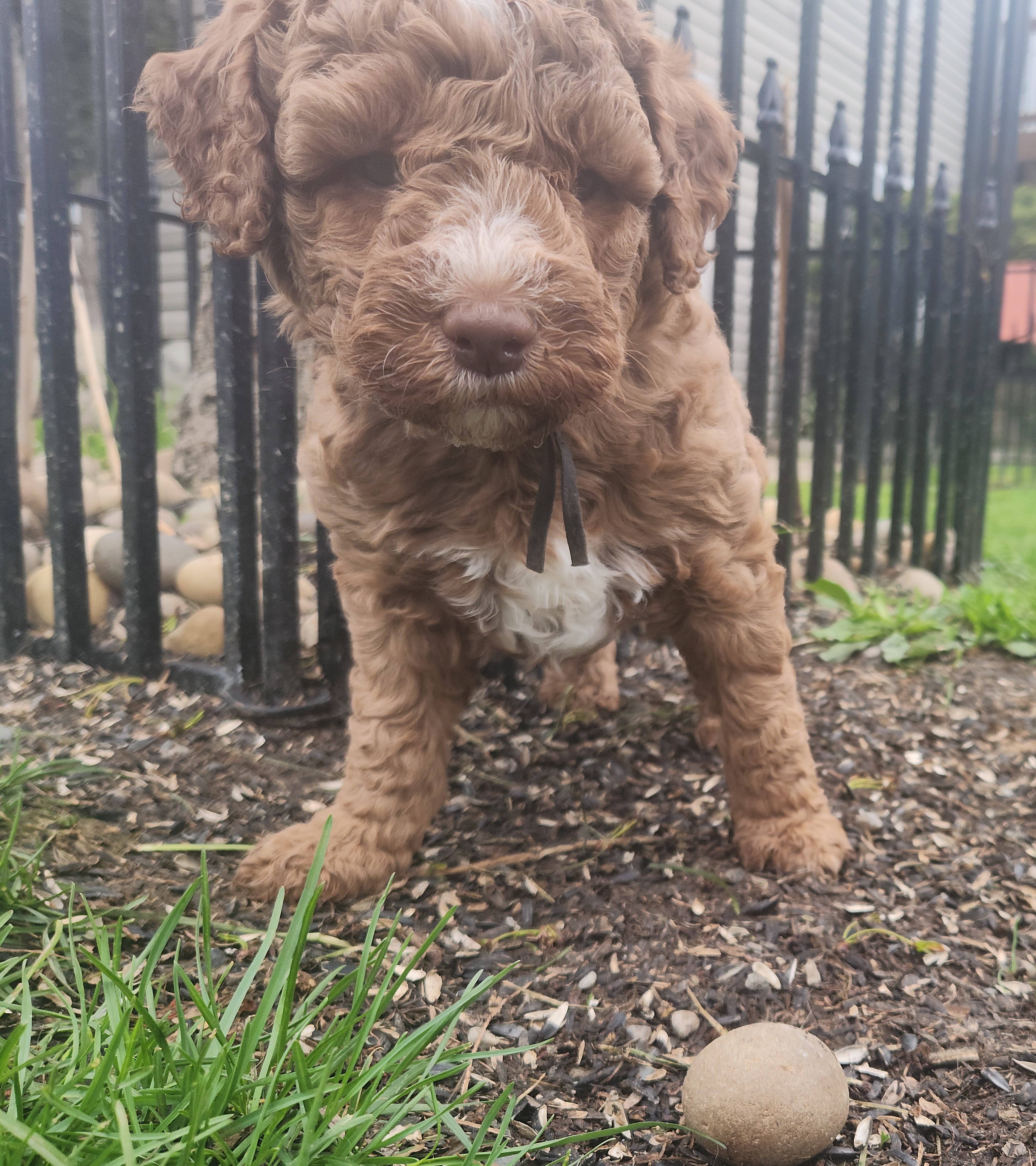 labradoodle