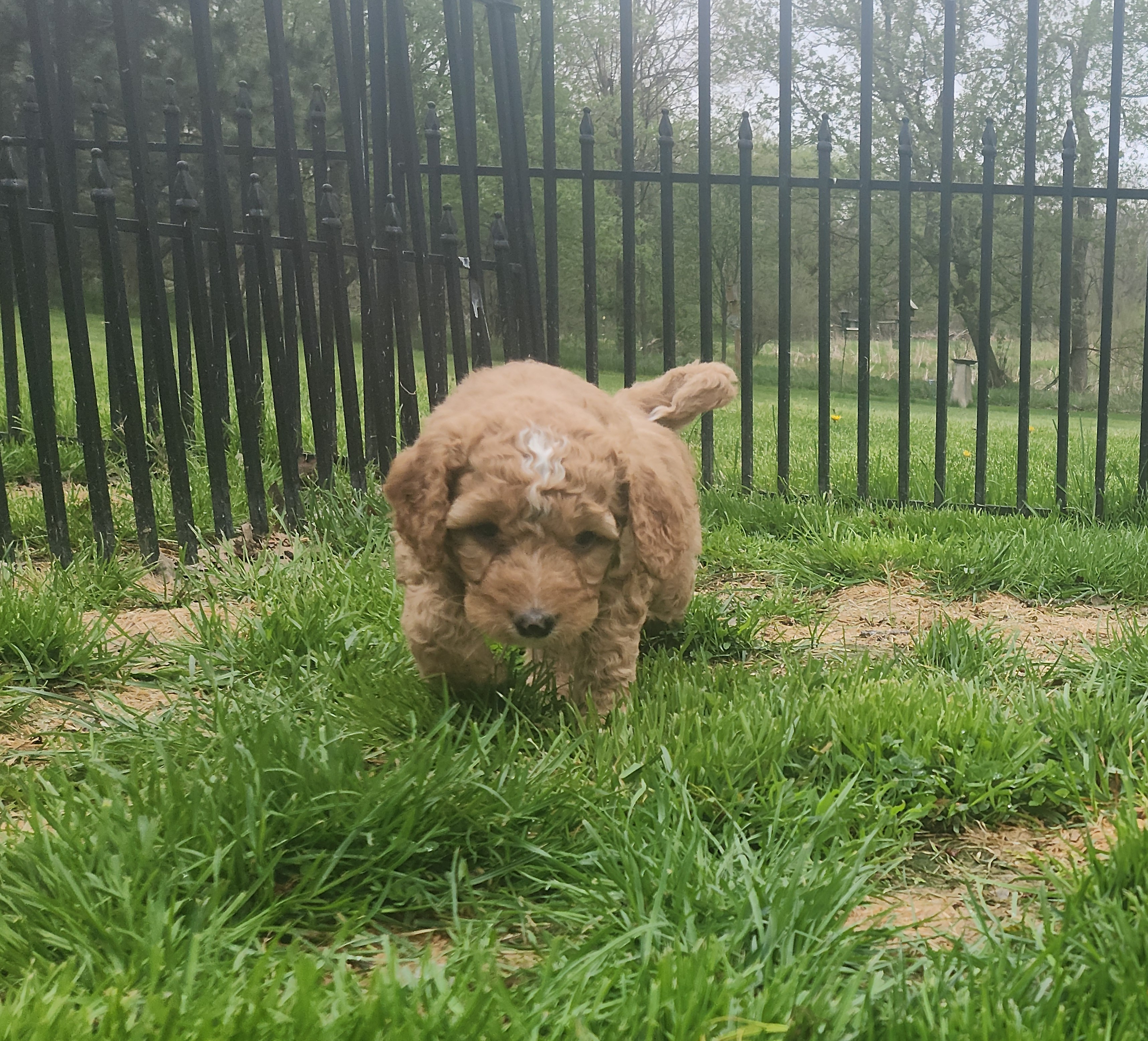 labradoodle