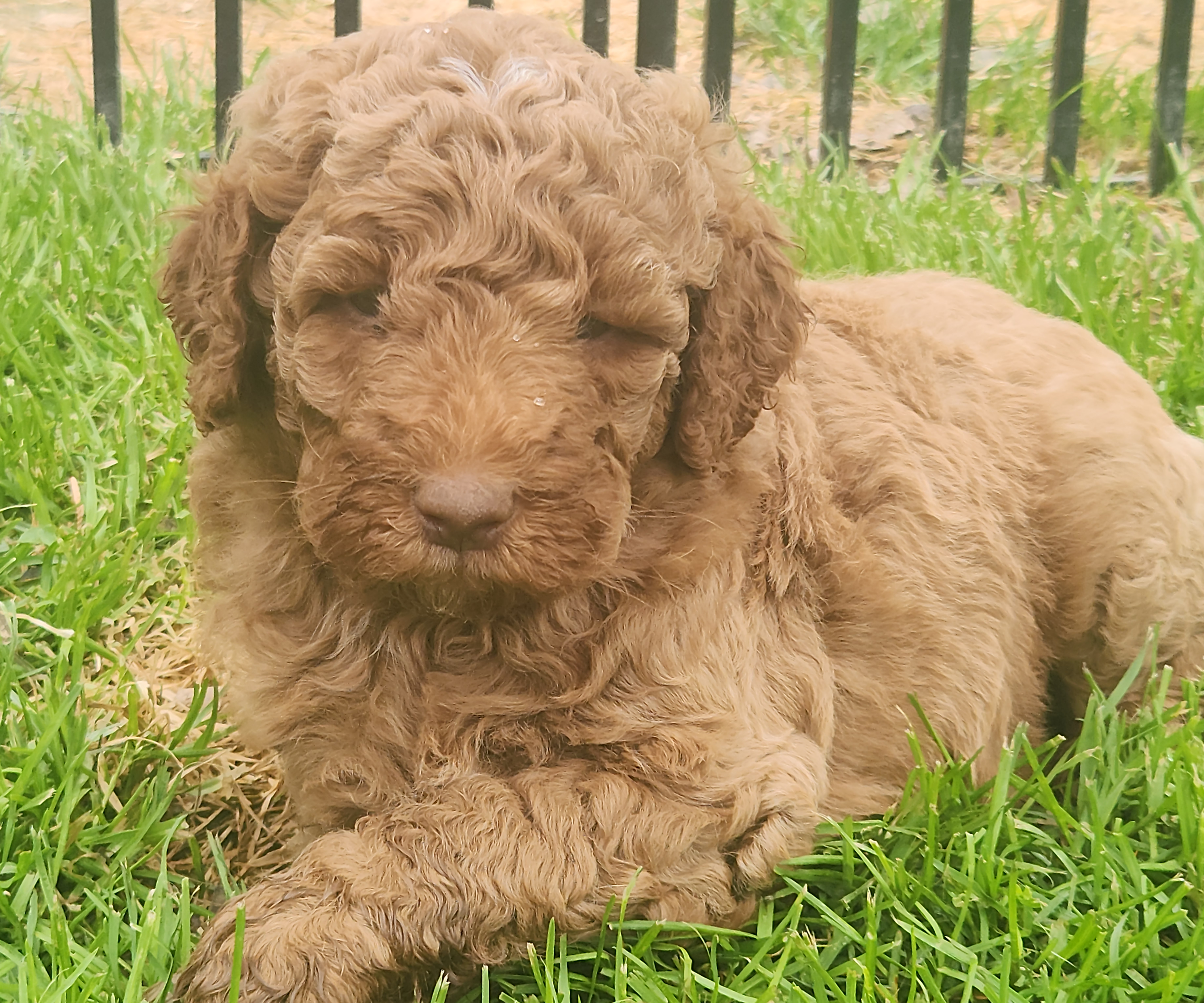 labradoodle