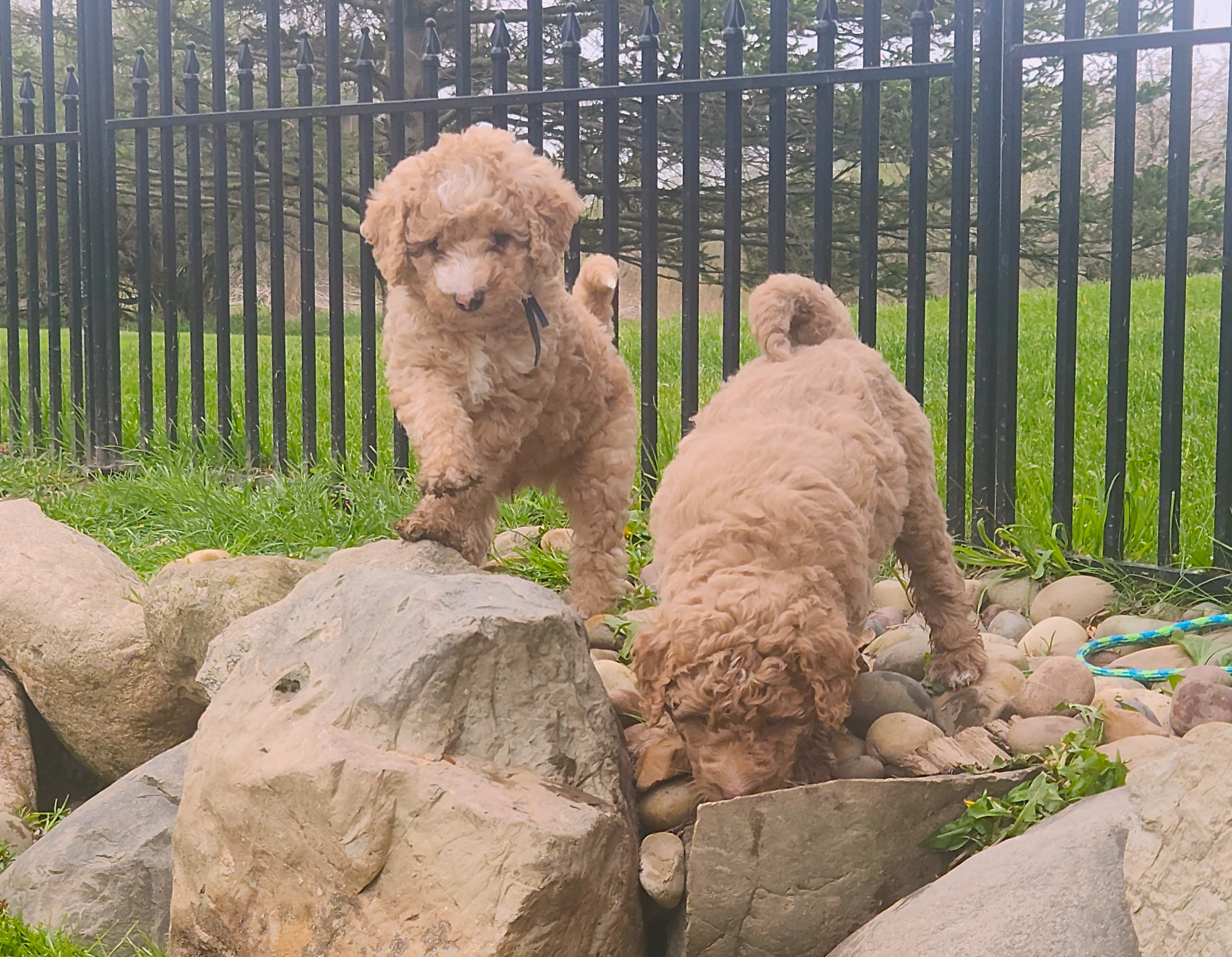 labradoodle