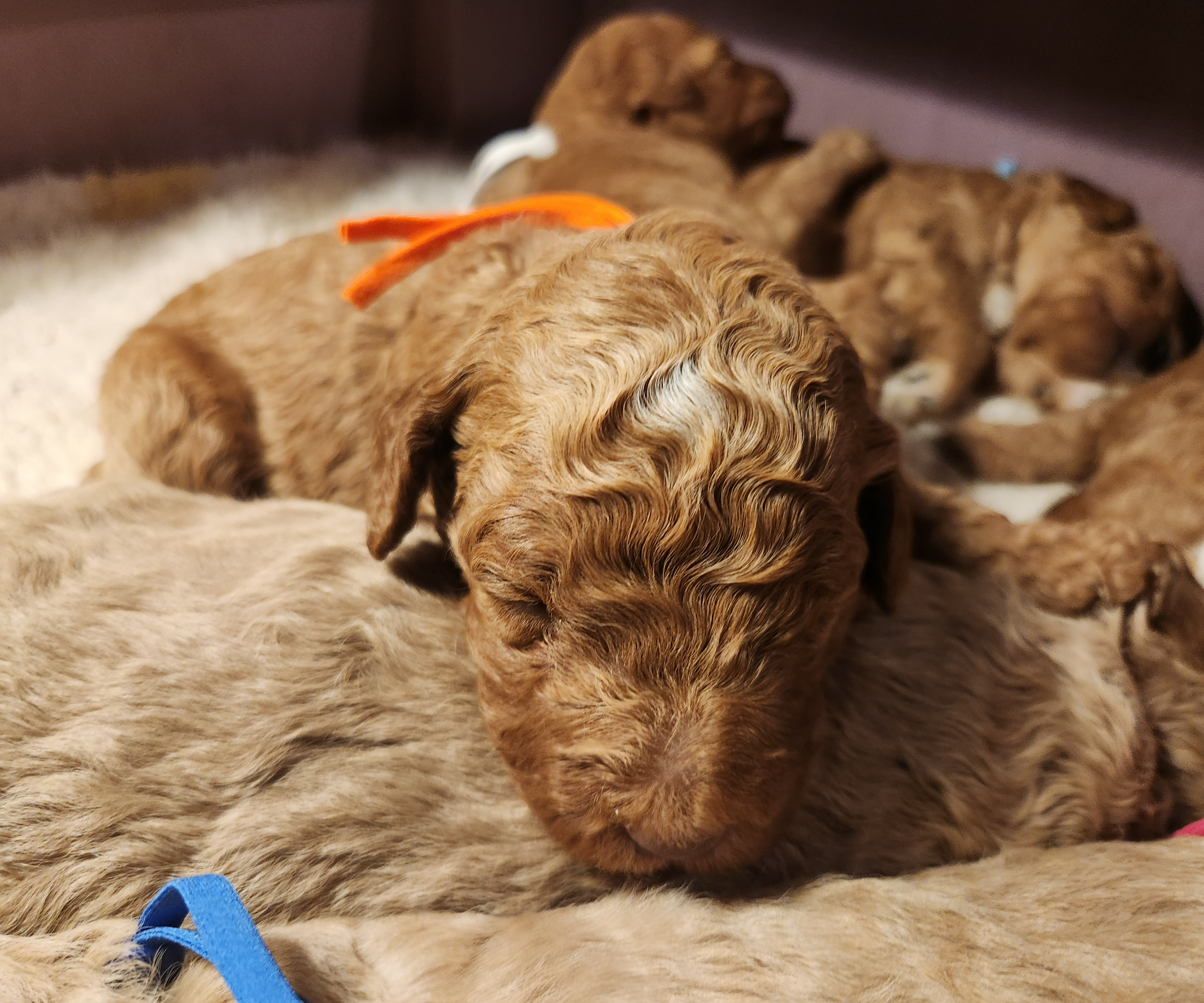 labradoodle