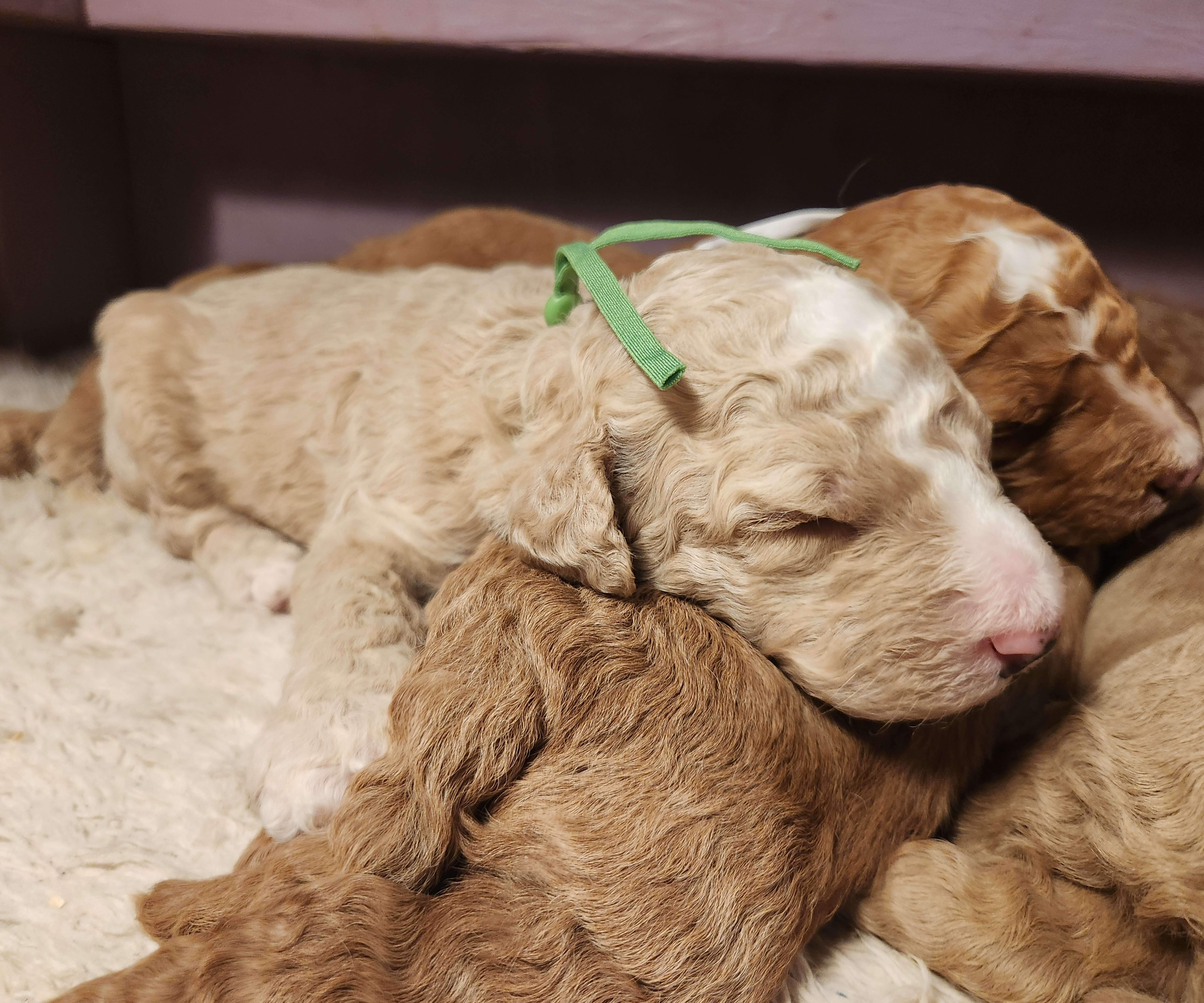 labradoodle