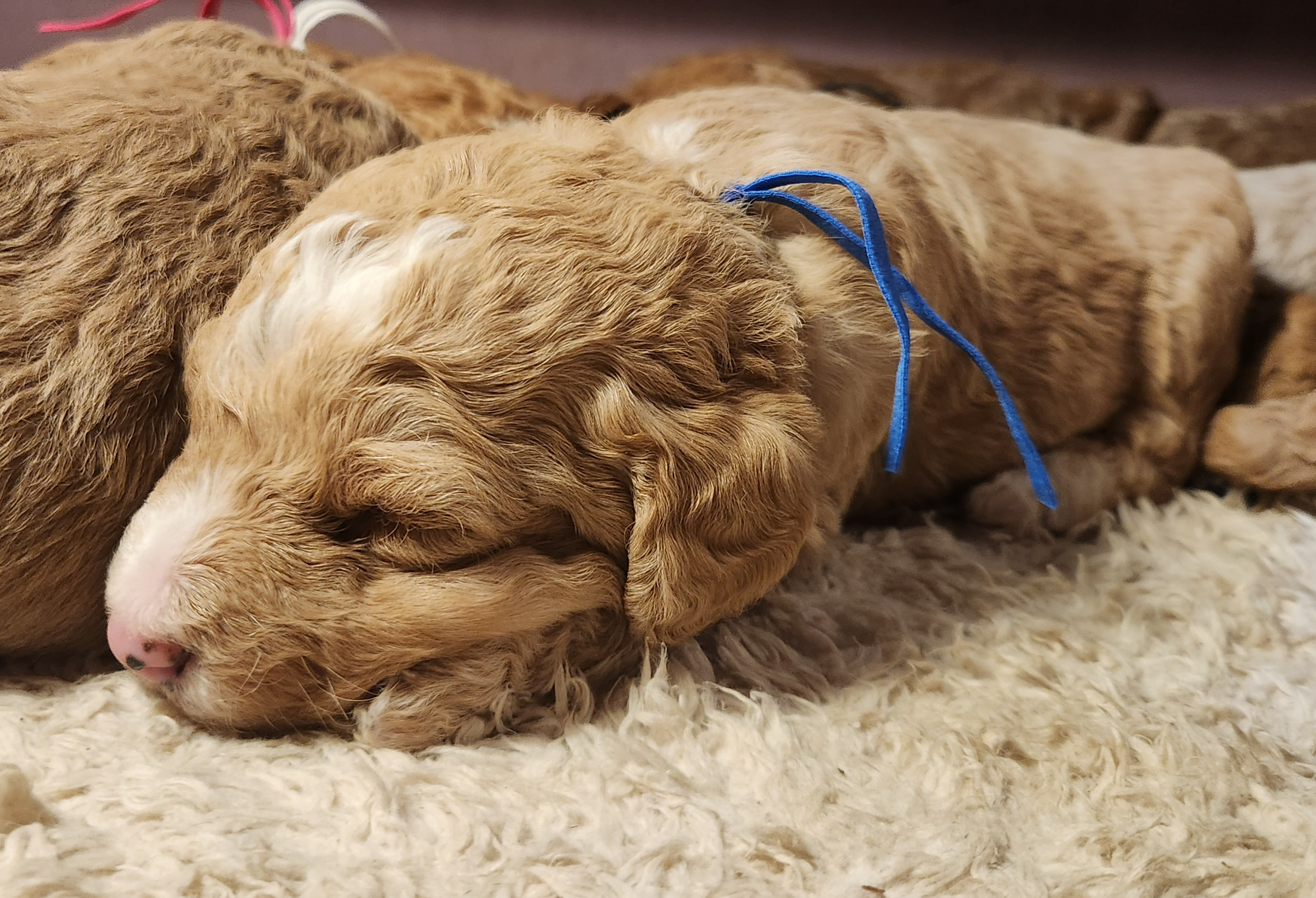 labradoodle
