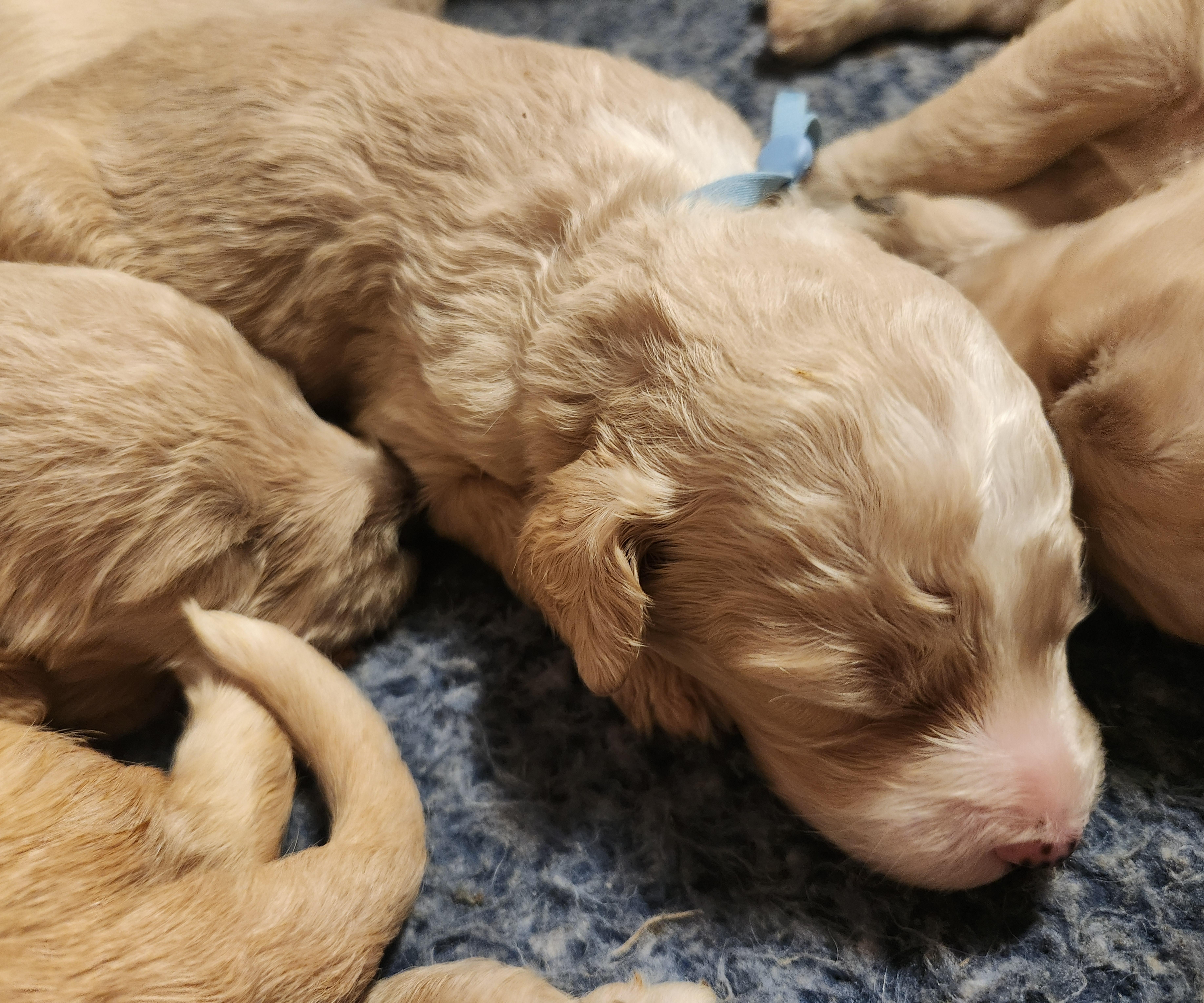 labradoodle