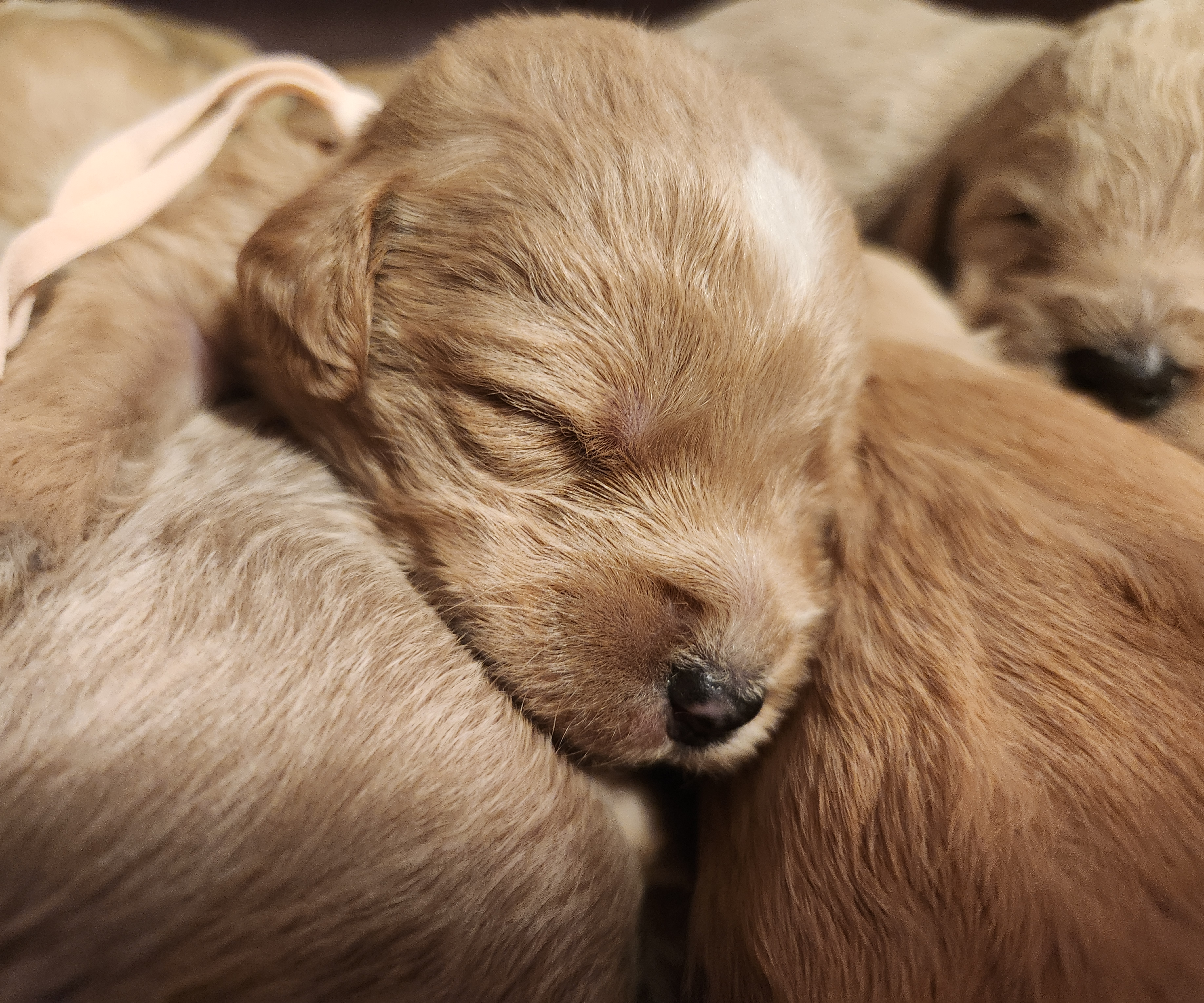 labradoodle