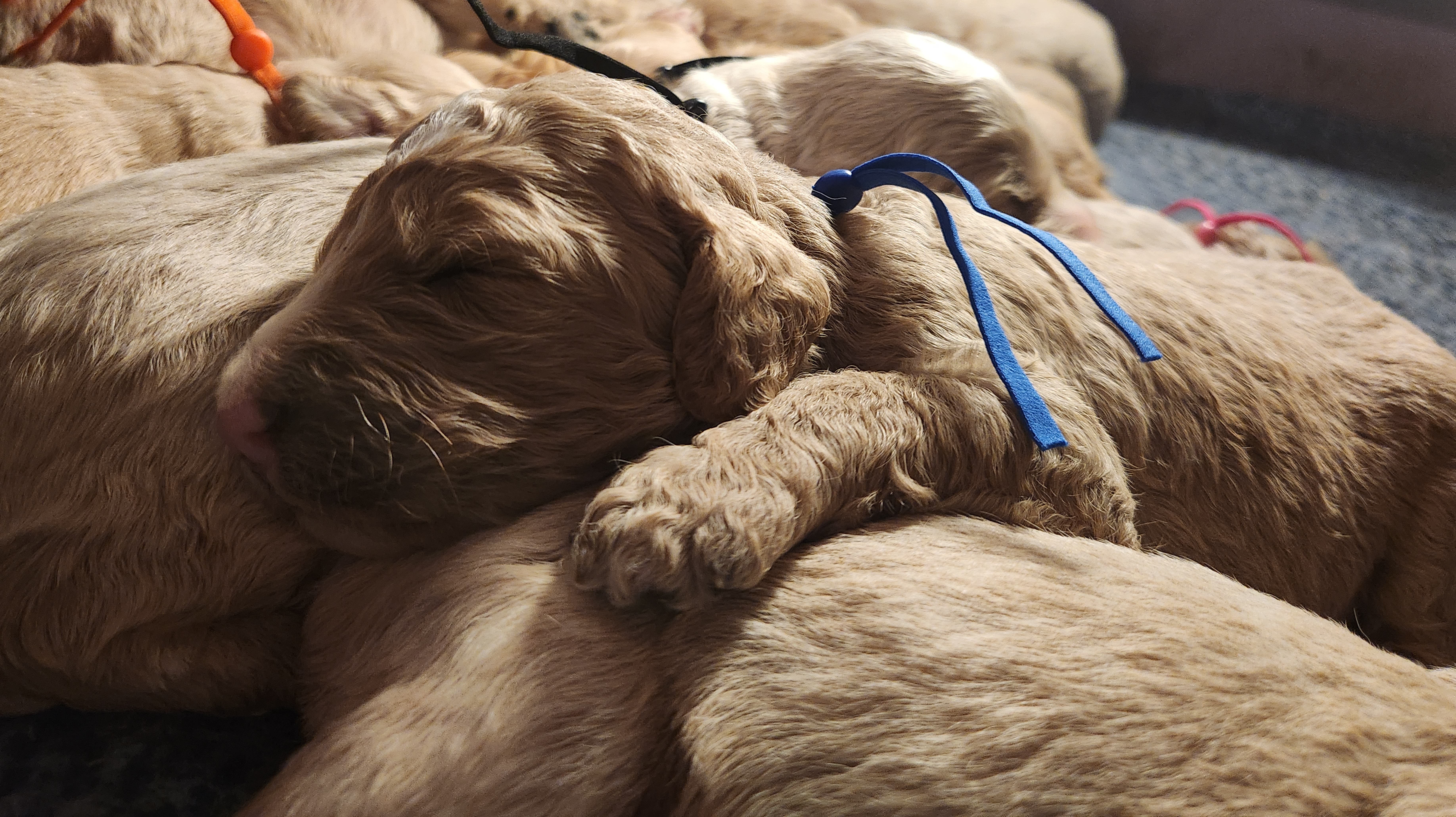 labradoodle
