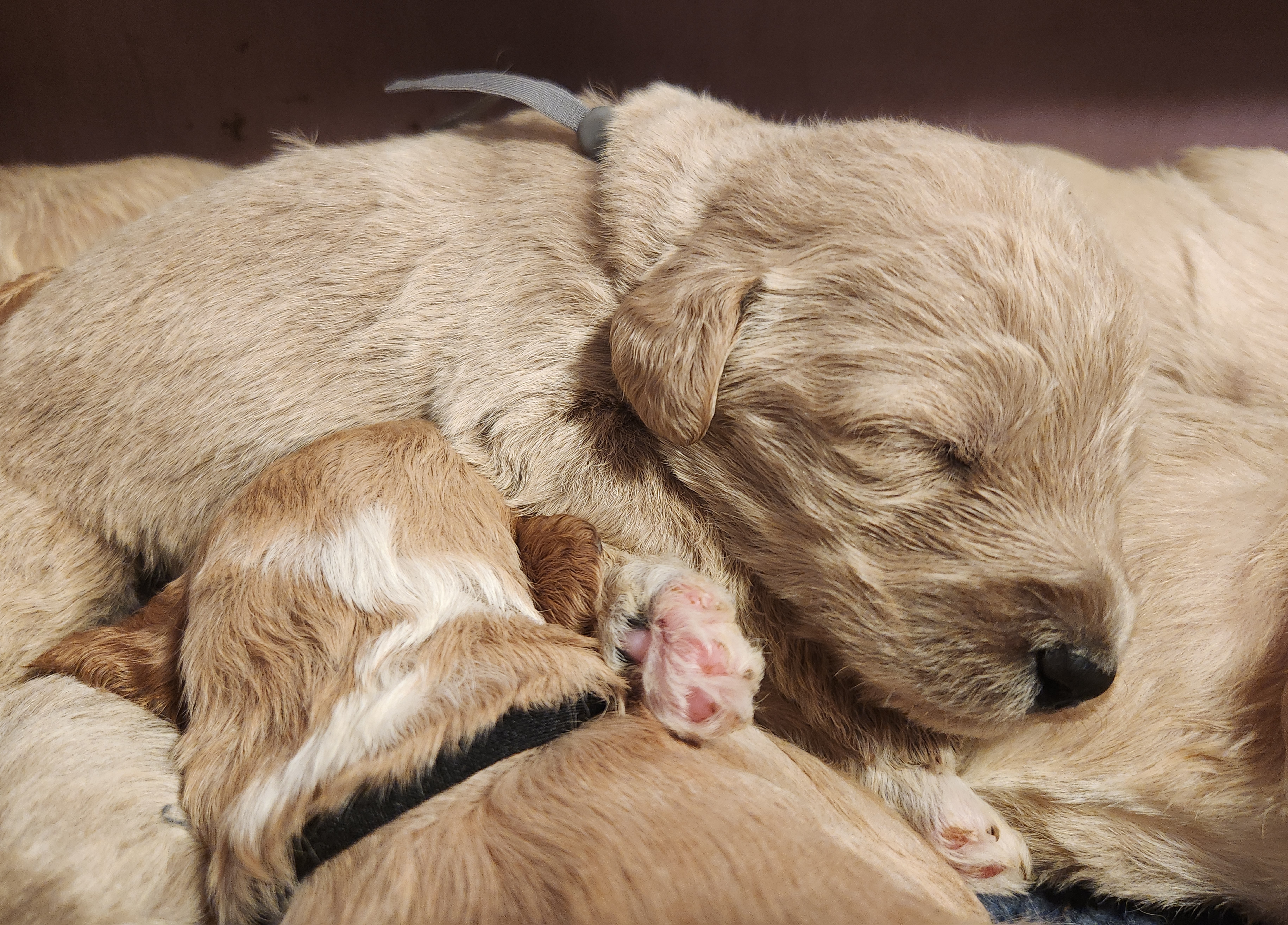 labradoodle