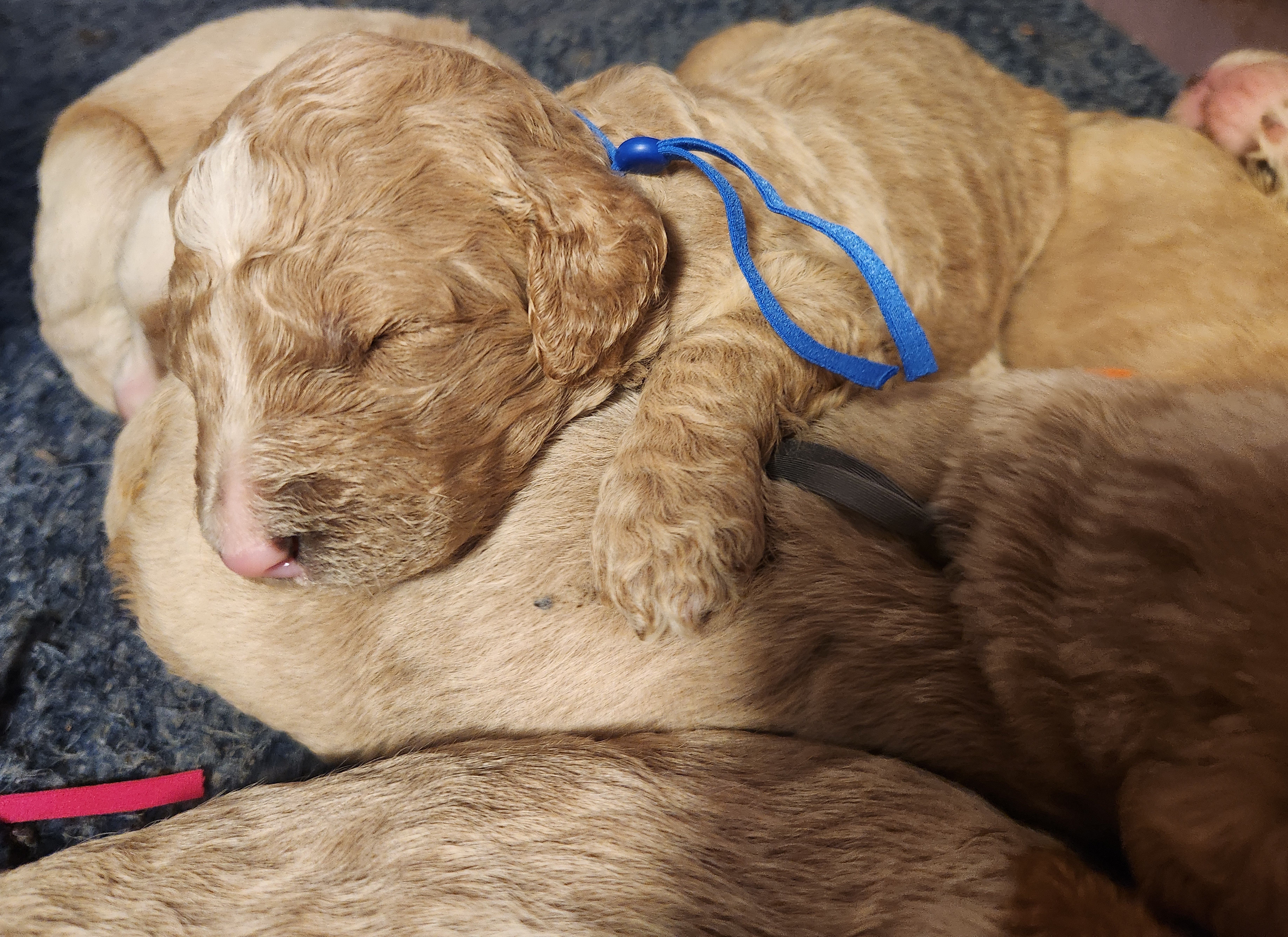 labradoodle
