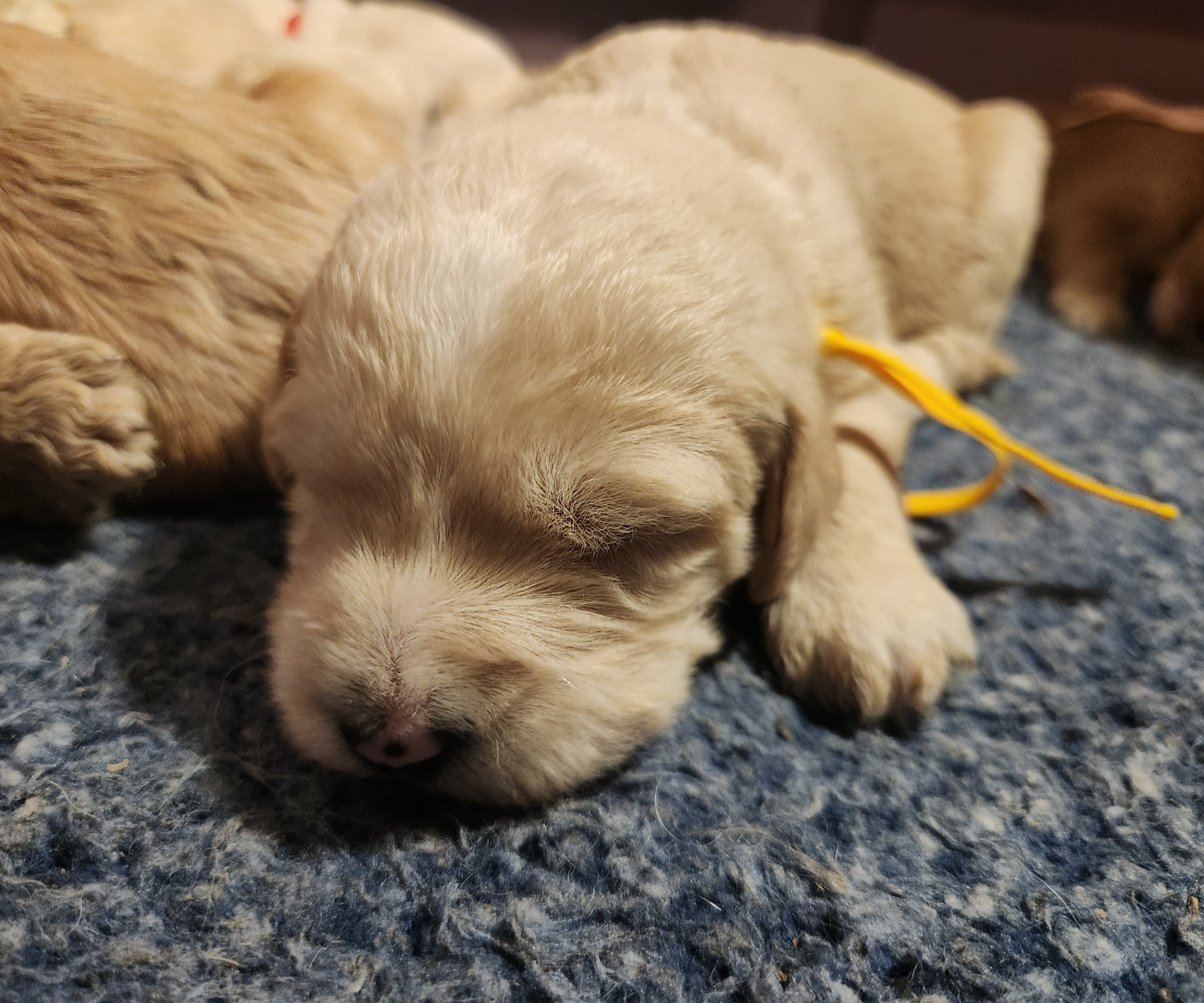 labradoodle