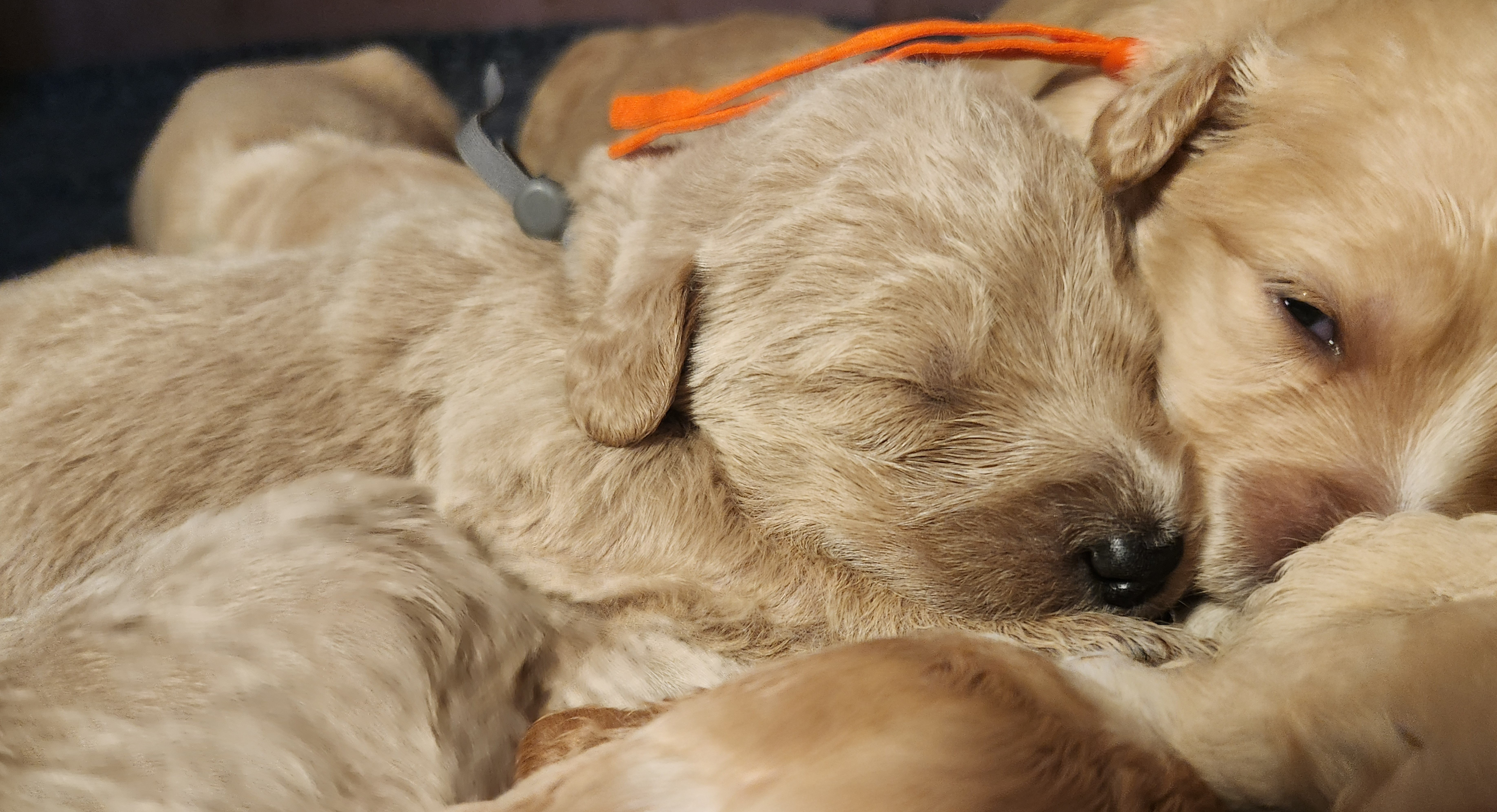 labradoodle