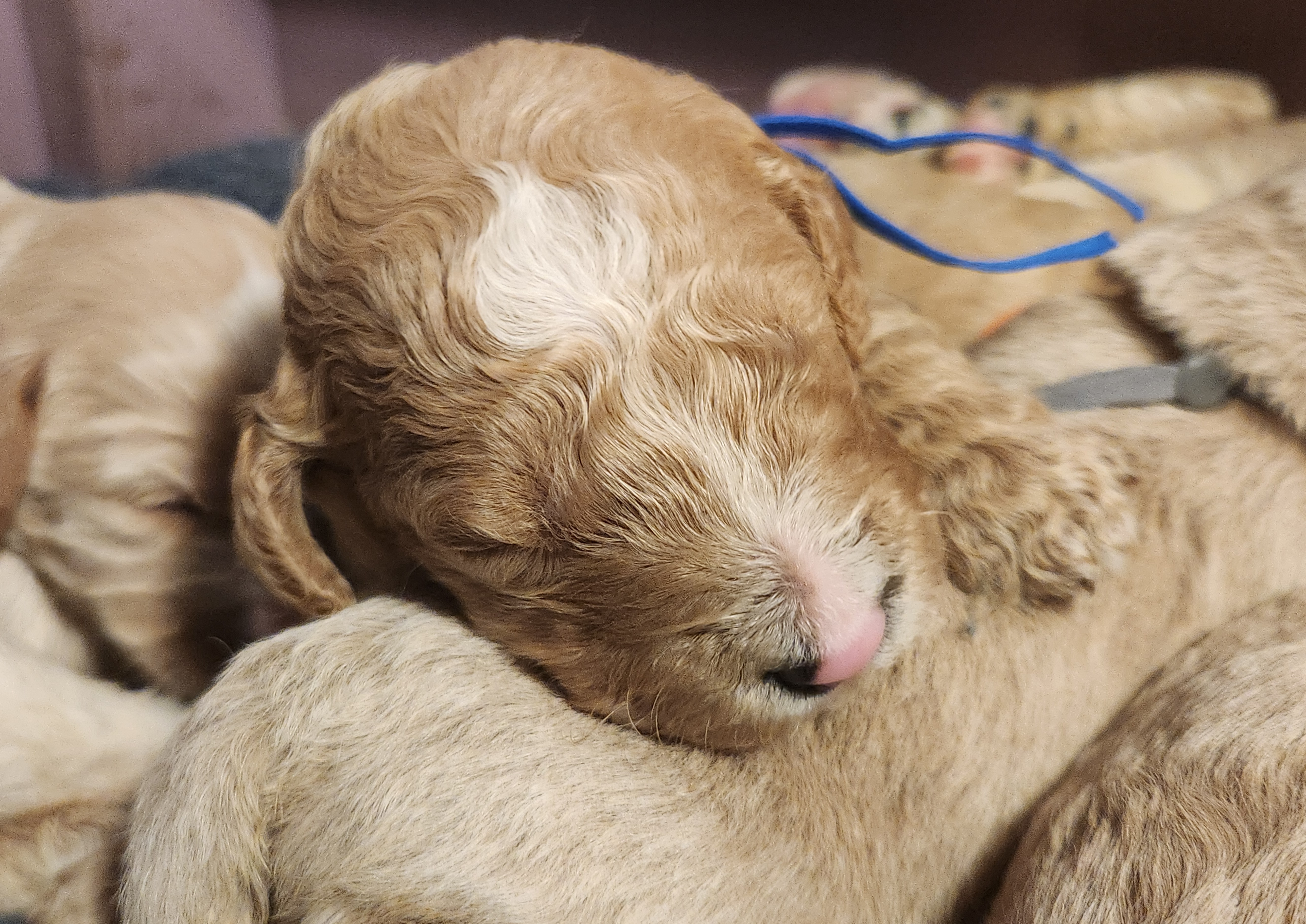 labradoodle