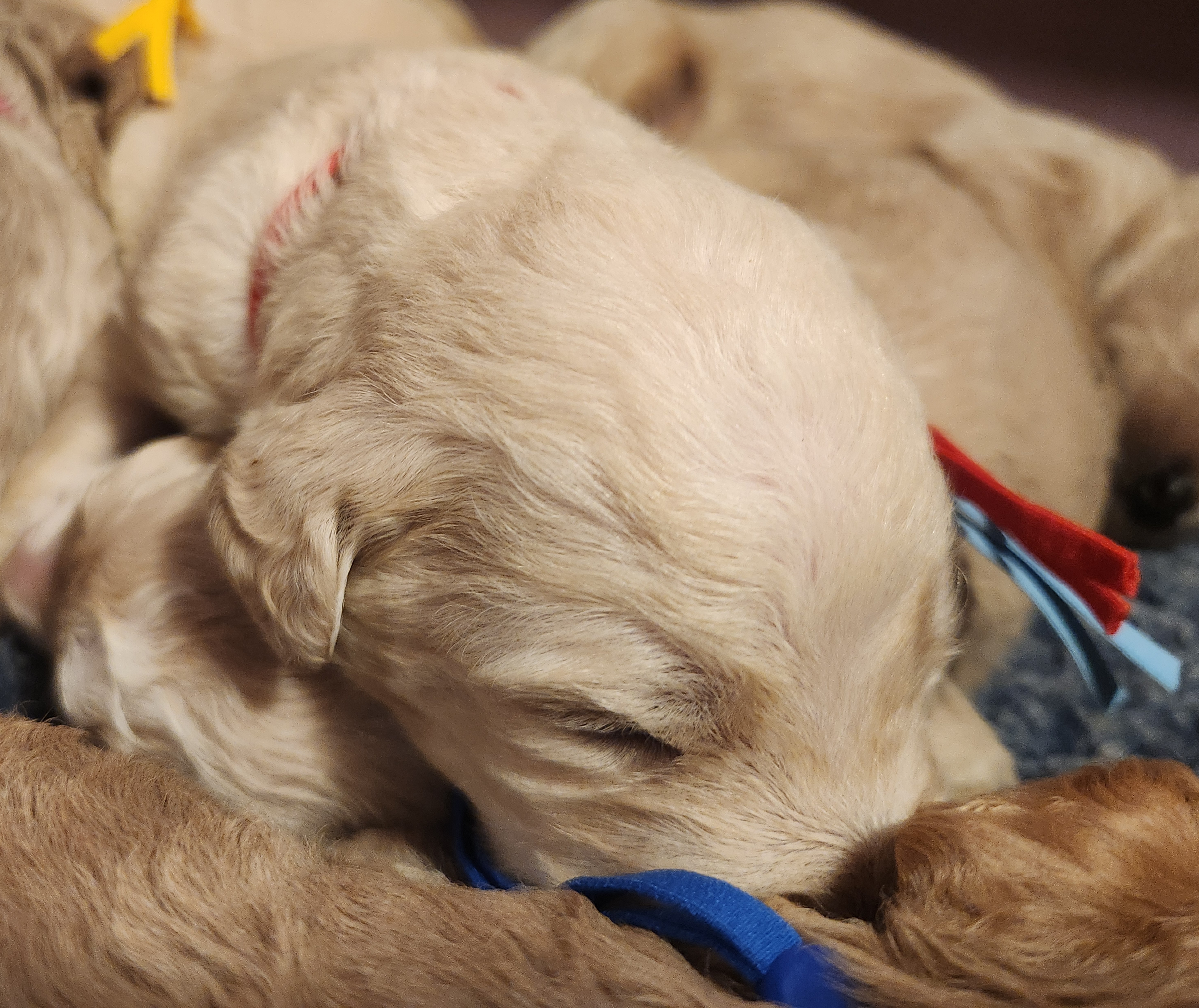 labradoodle
