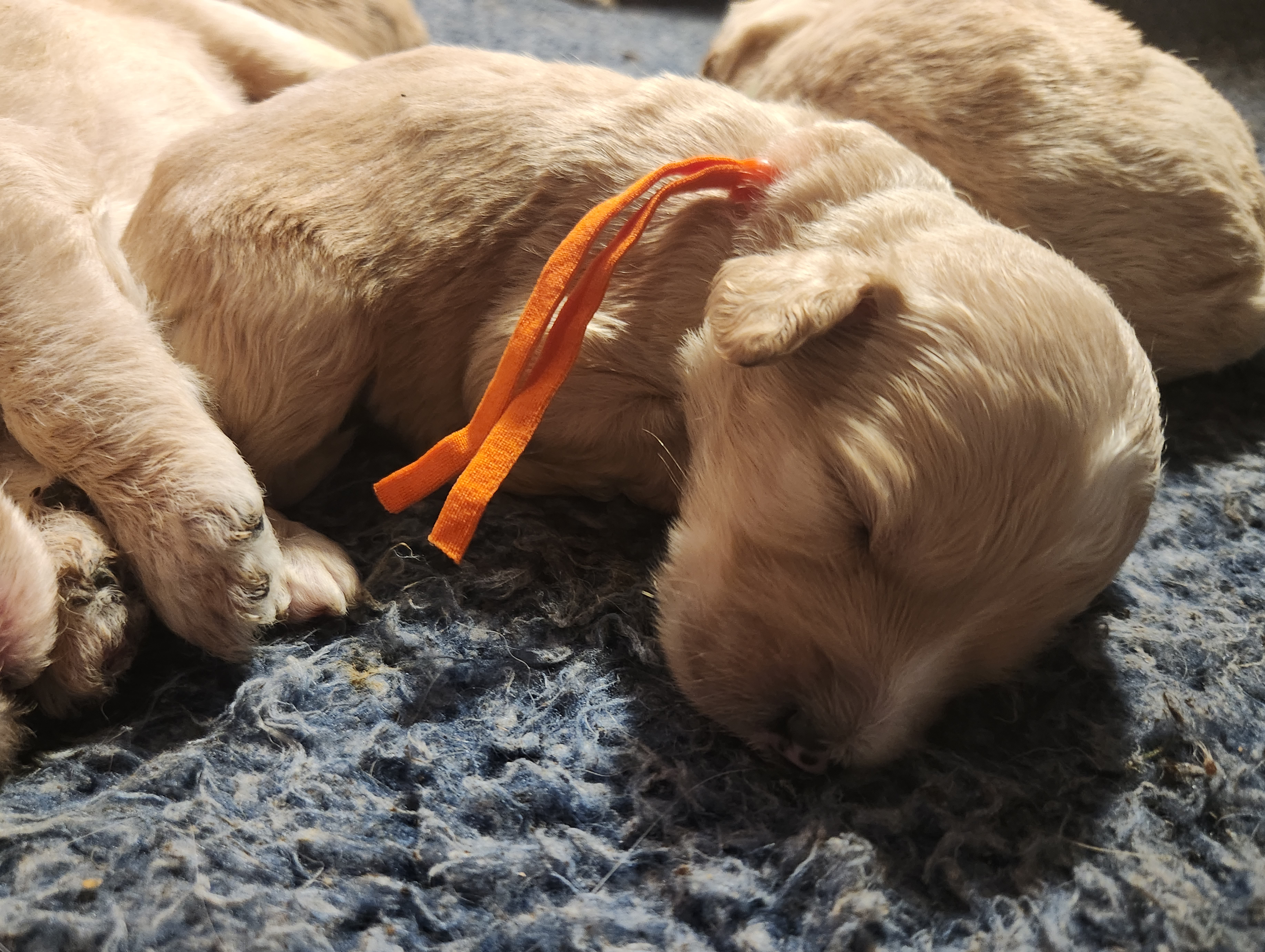 labradoodle