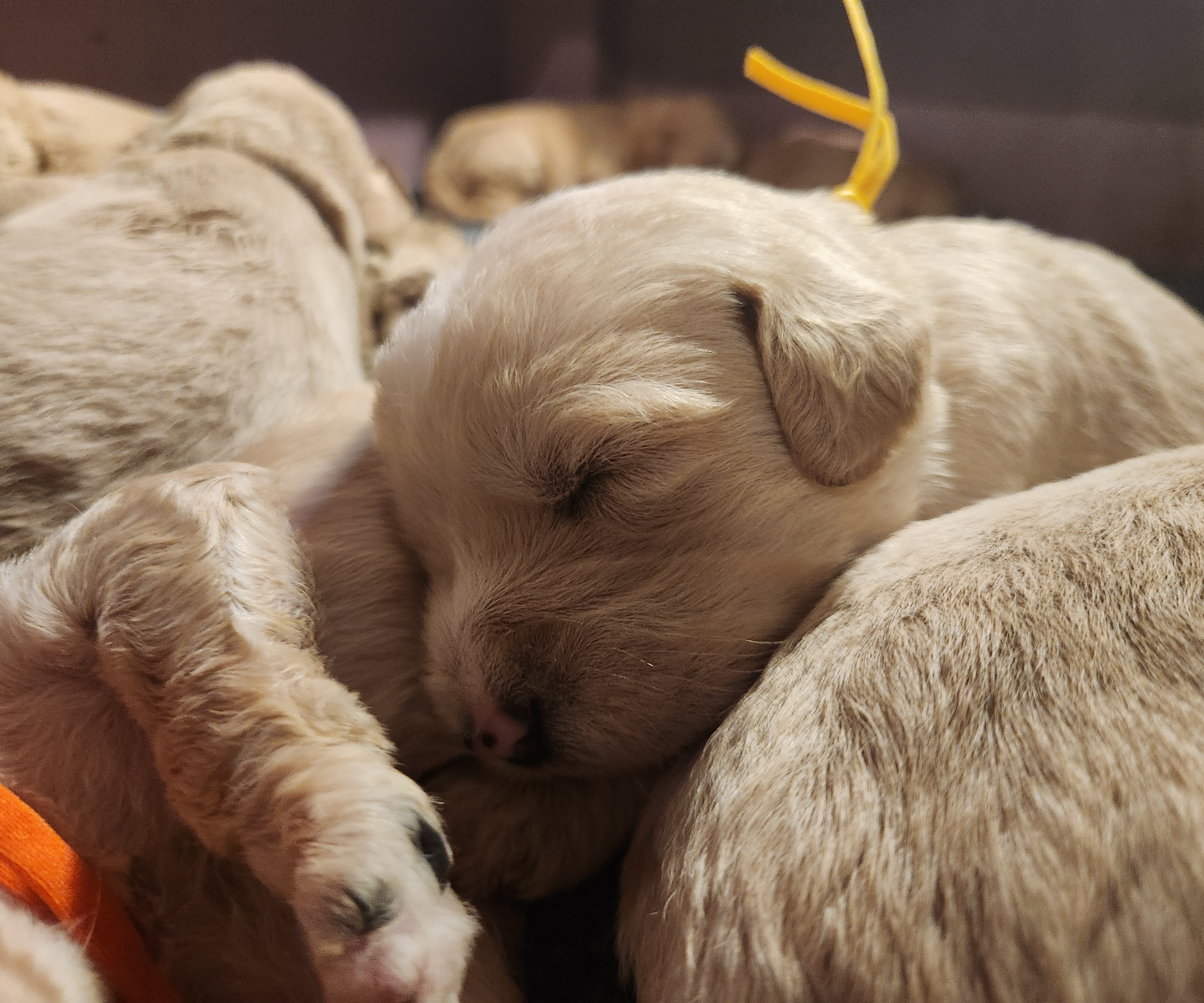 labradoodle